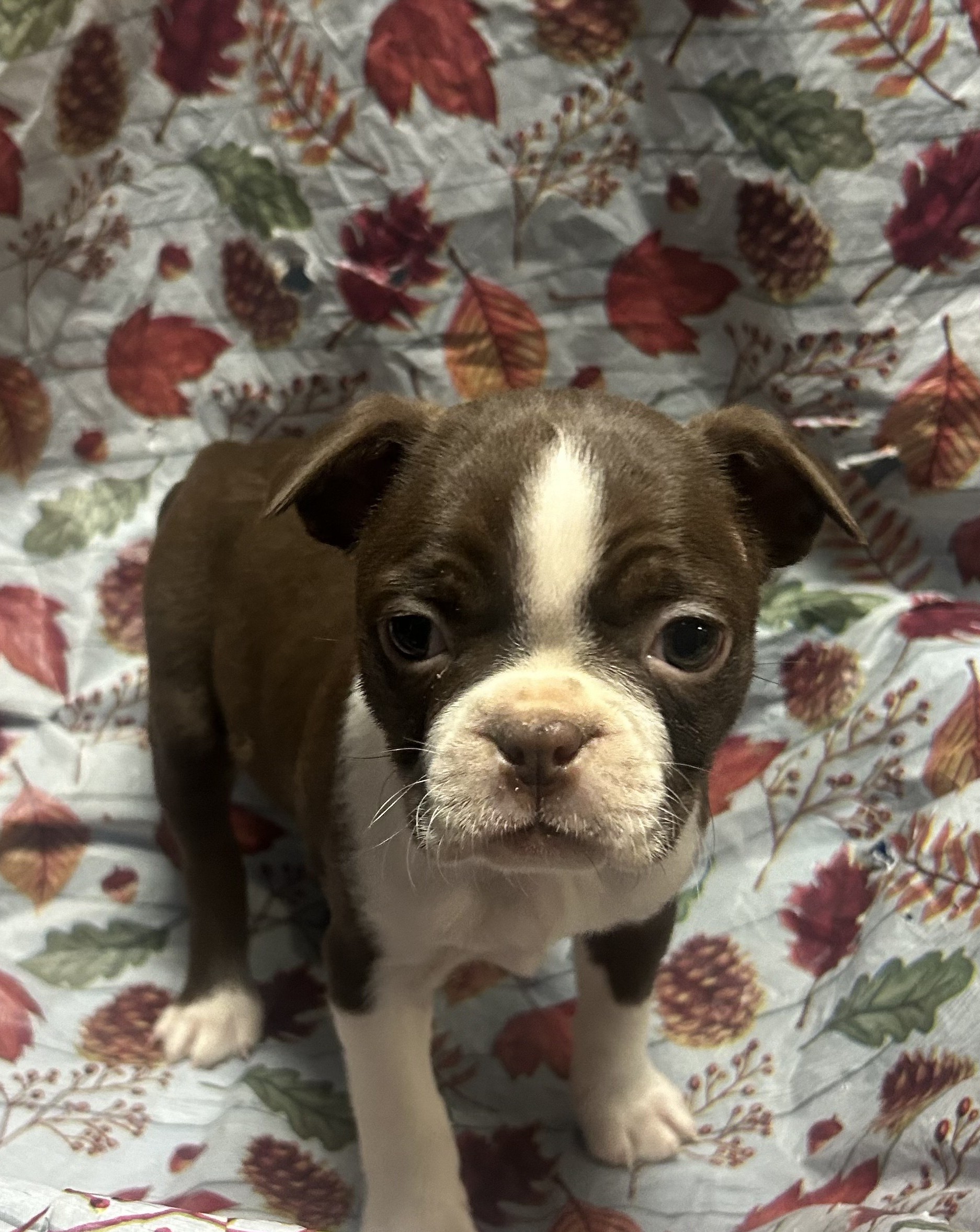 Available Puppies 14 Available Puppies 14