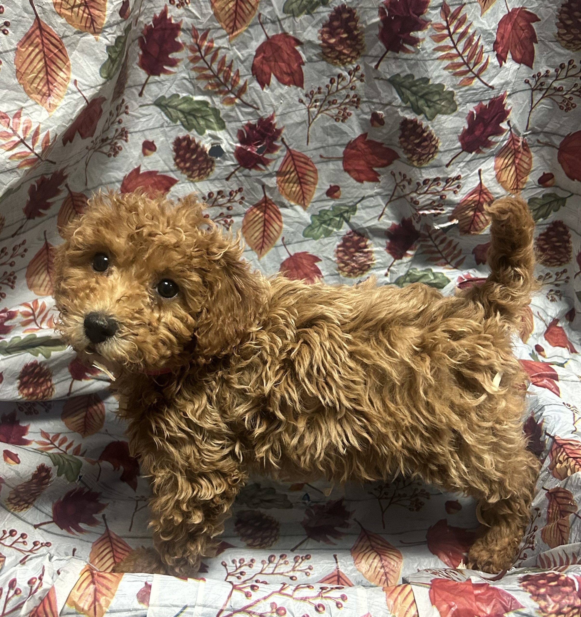 Available Puppies 26 Available Puppies 26