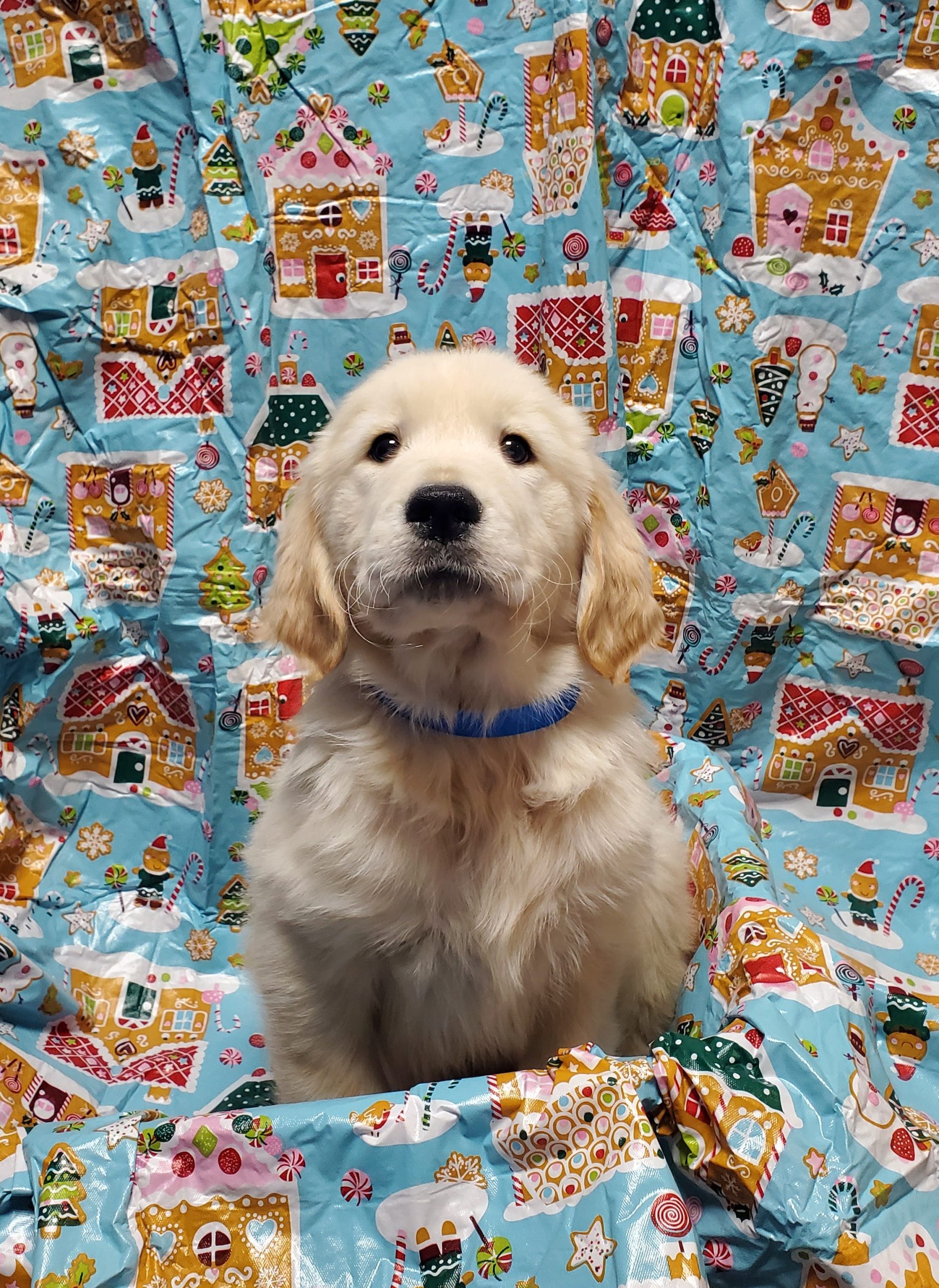 Available Puppies 27 Available Puppies 27