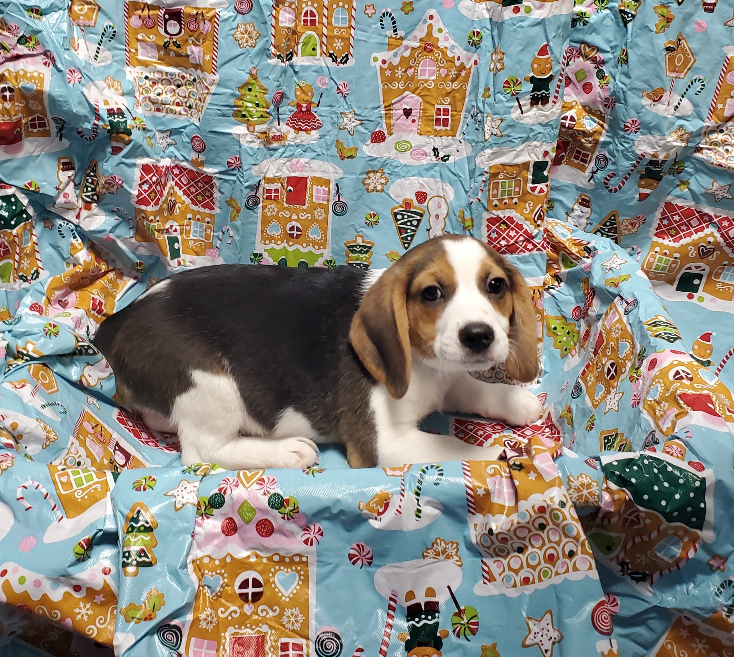 Available Puppies 28 Available Puppies 28