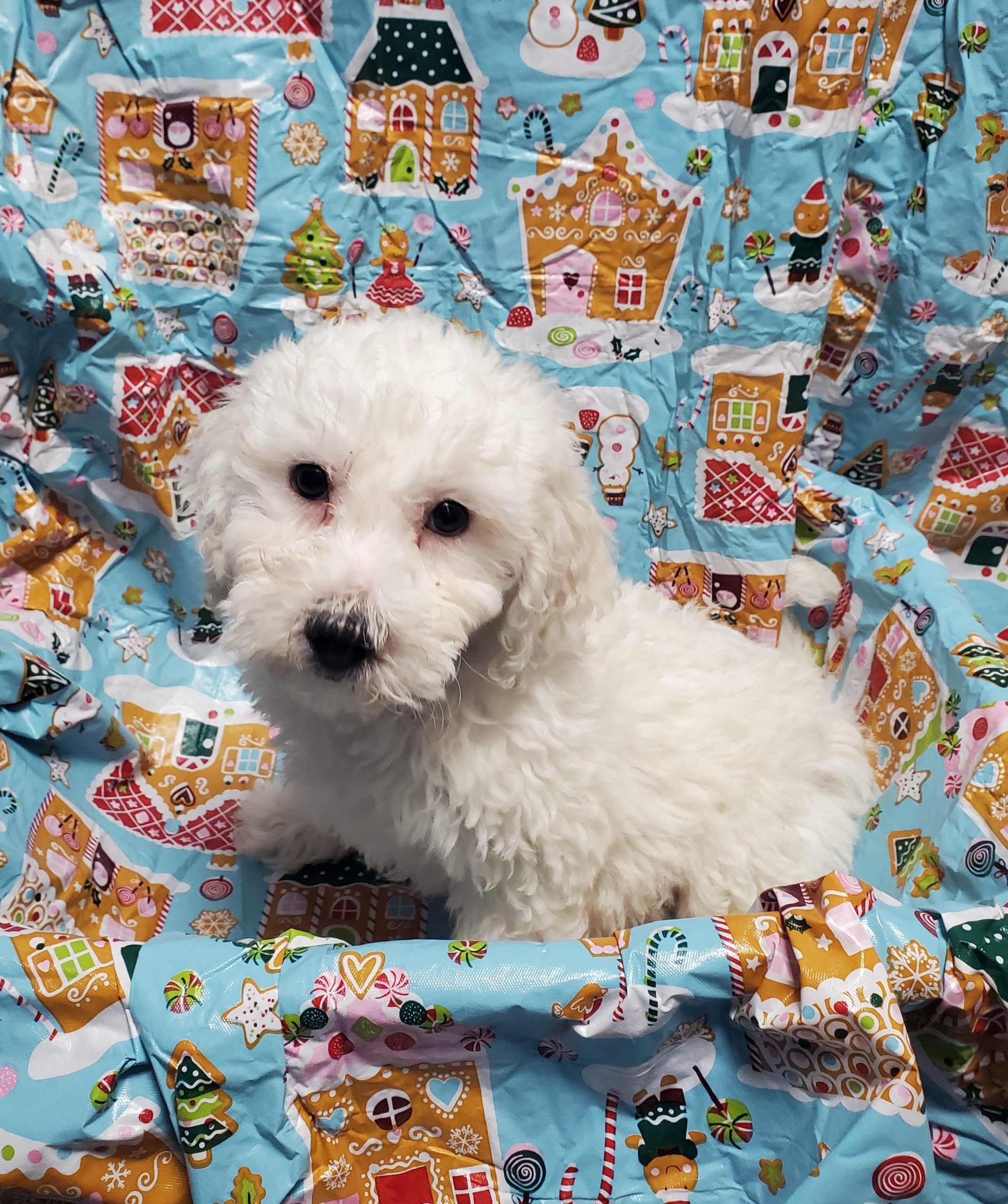 Available Puppies 30 Available Puppies 30