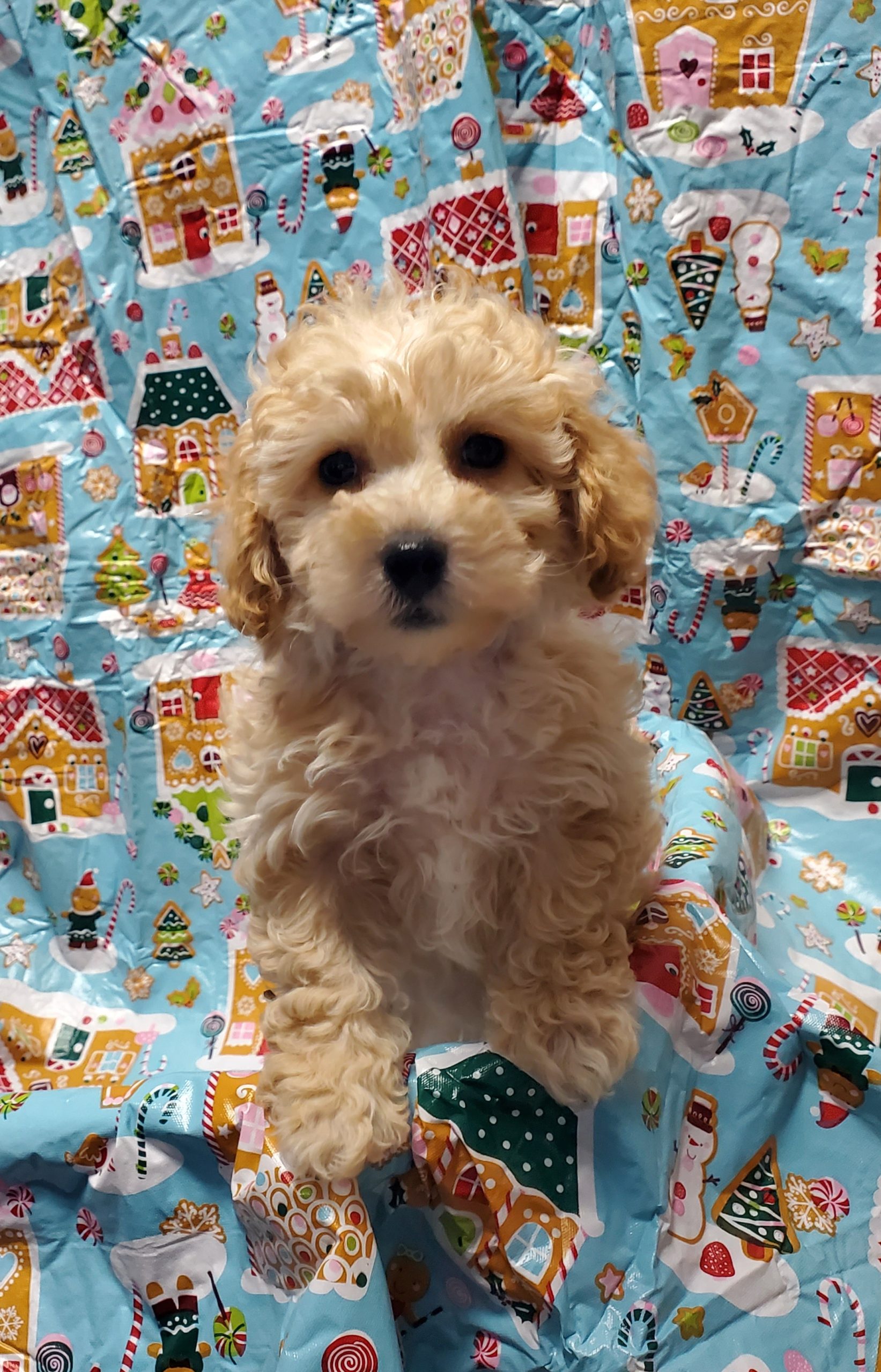 Available Puppies 31 Available Puppies 31