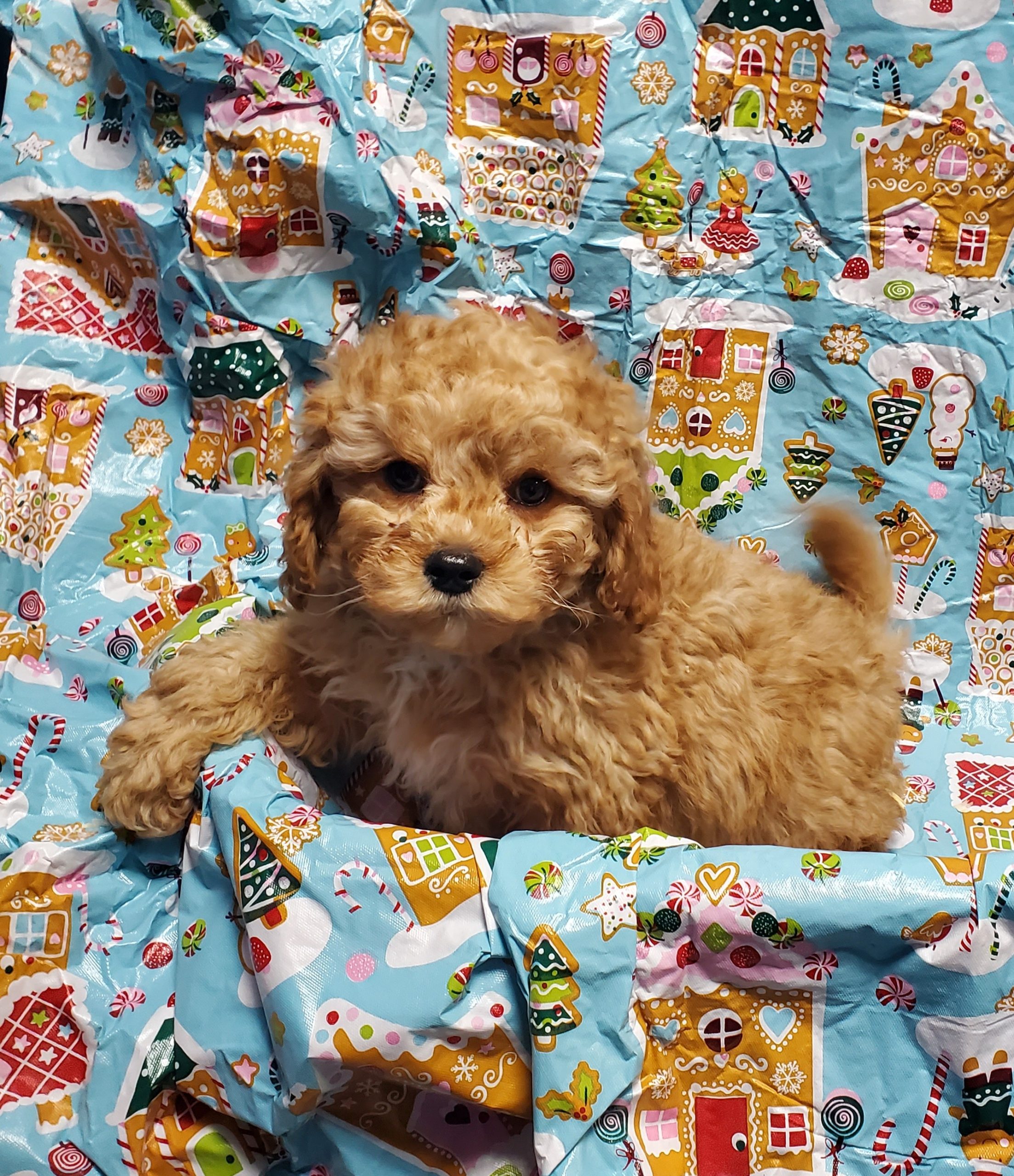 Available Puppies 32 Available Puppies 32