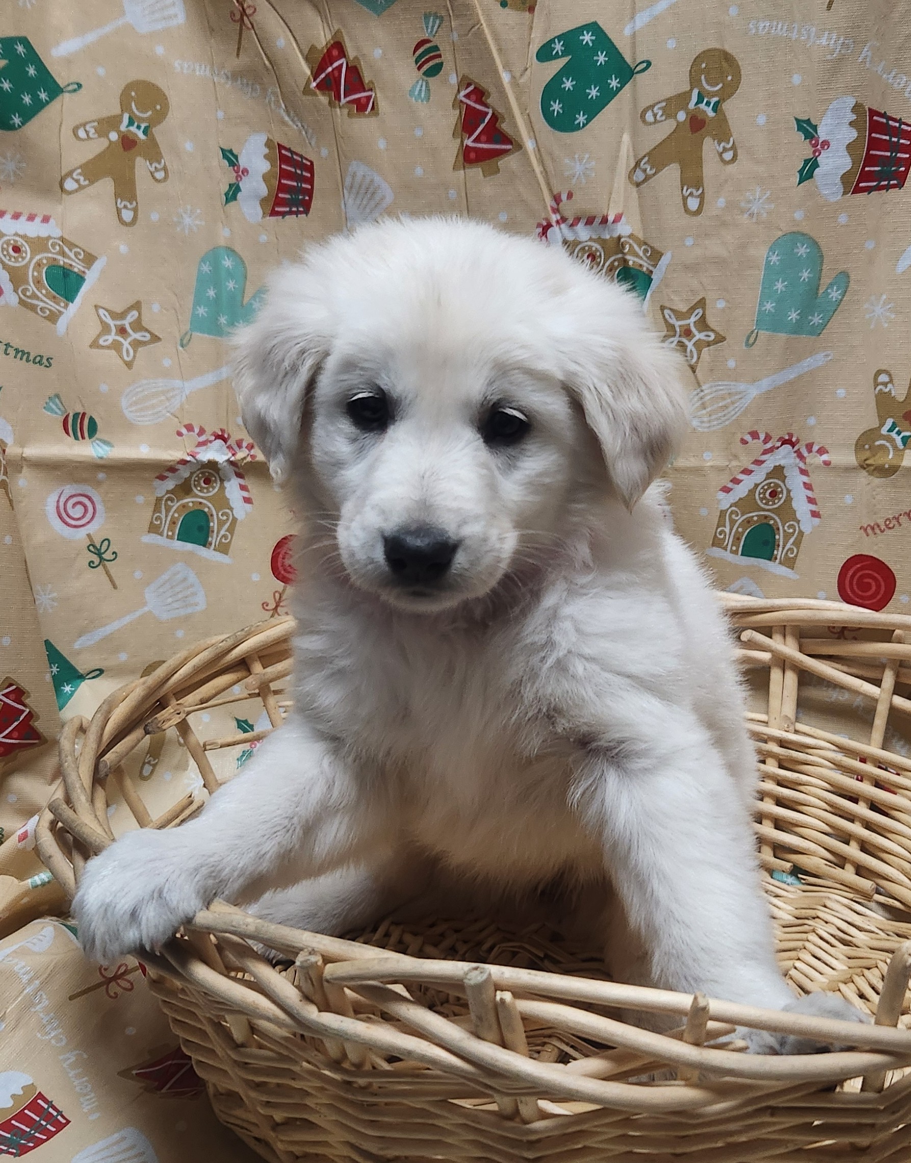 Available Puppies 39 Available Puppies 39