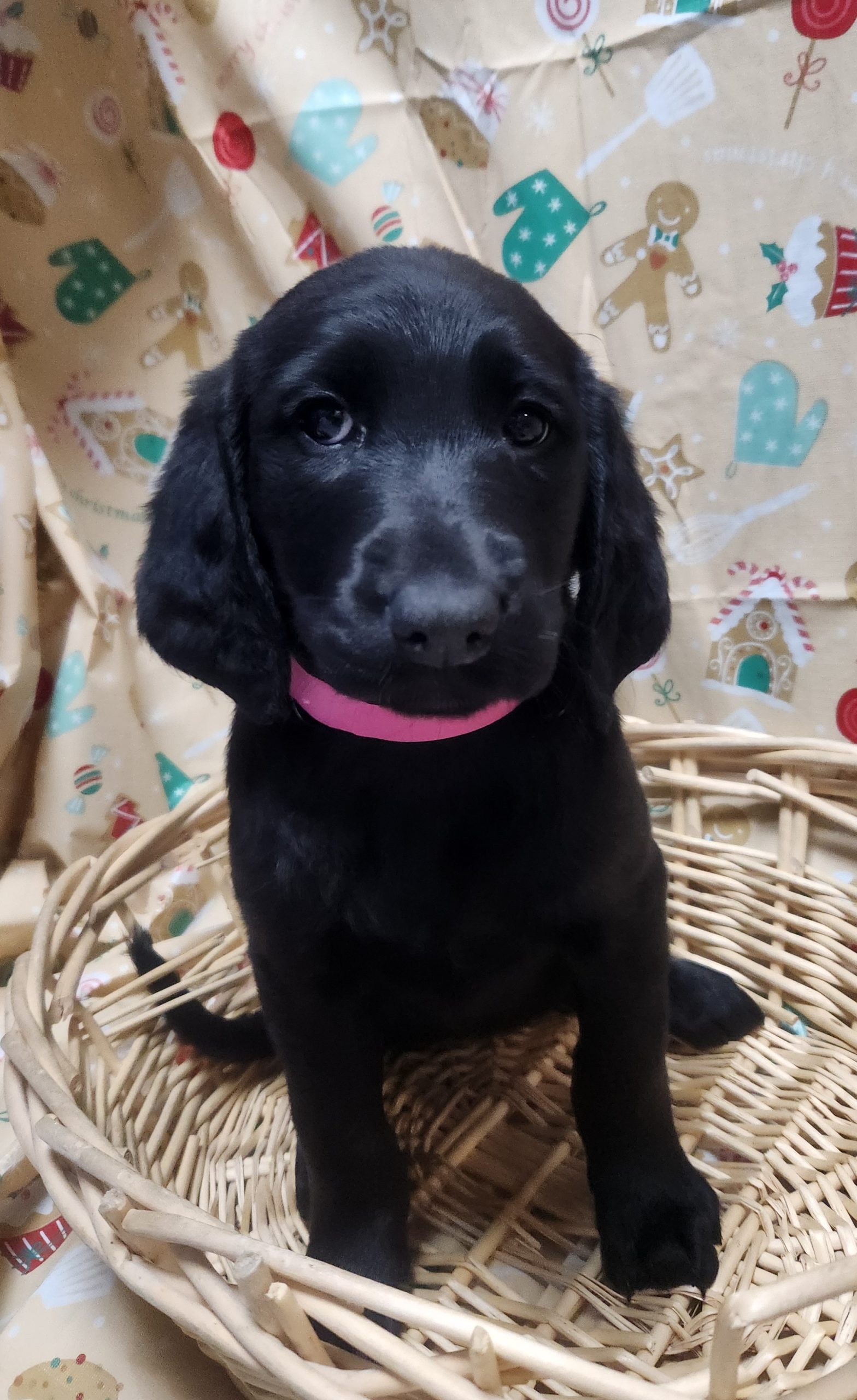 Available Puppies 36 Available Puppies 36