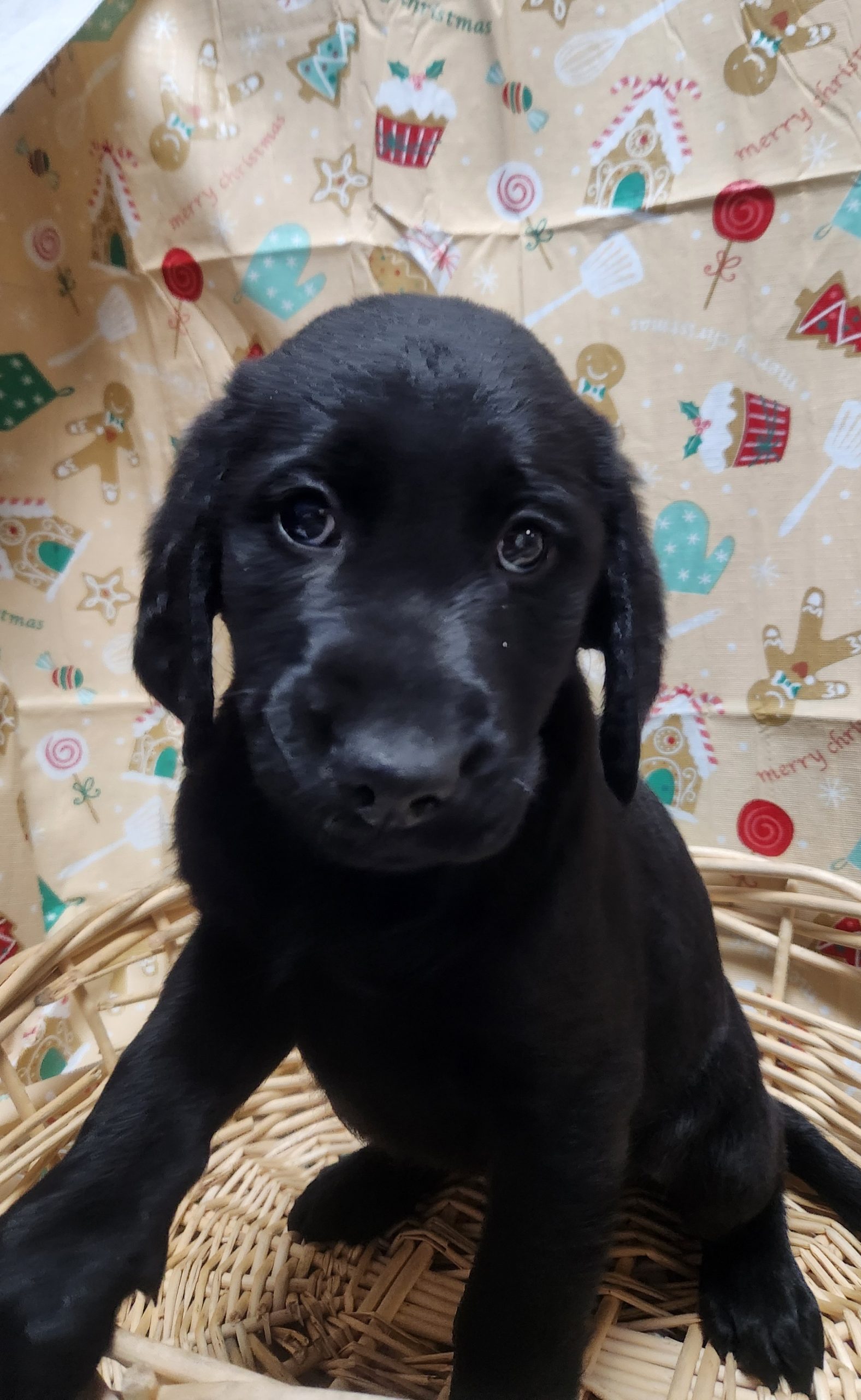 Available Puppies 35 Available Puppies 35