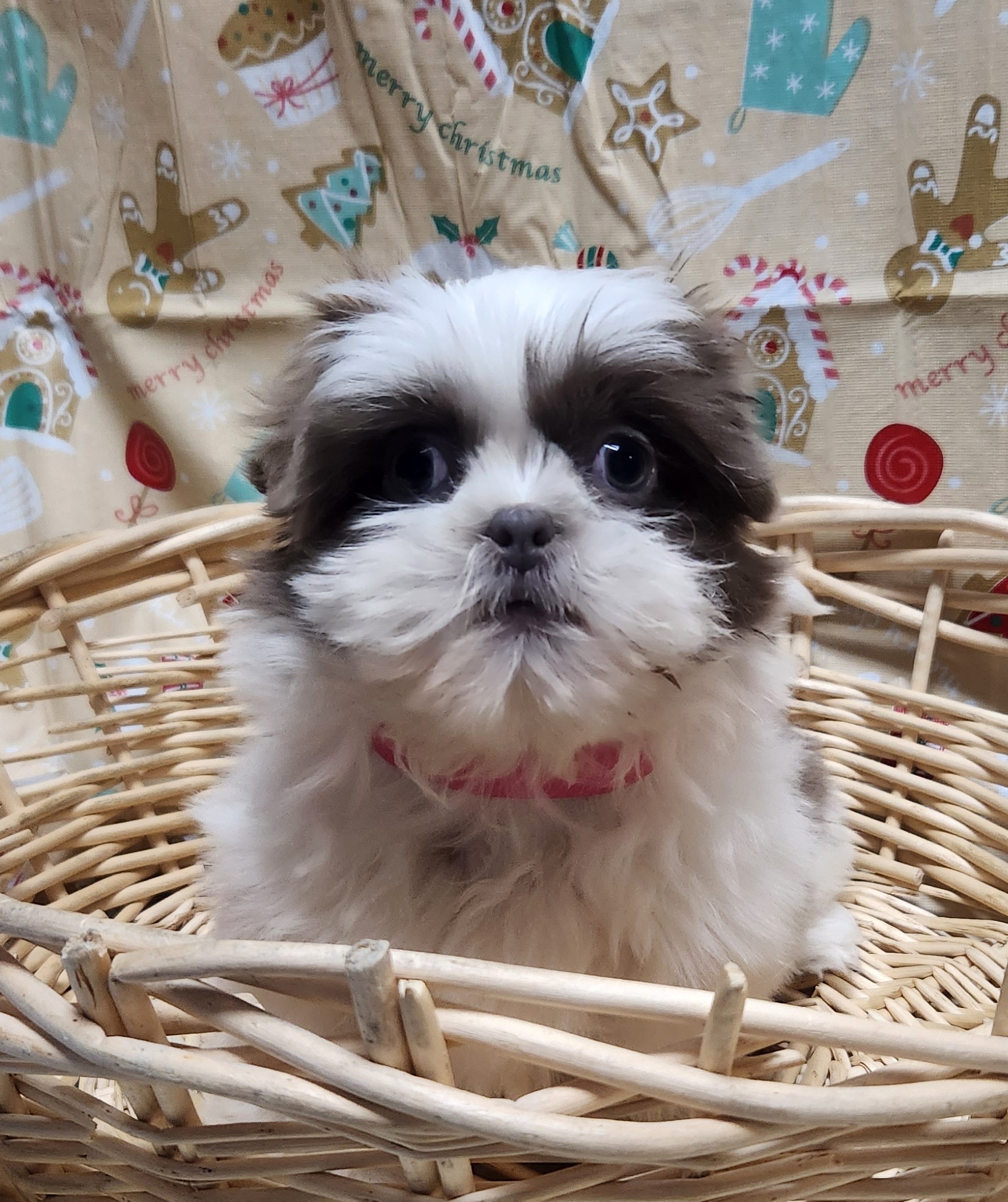 Available Puppies 33 Available Puppies 33