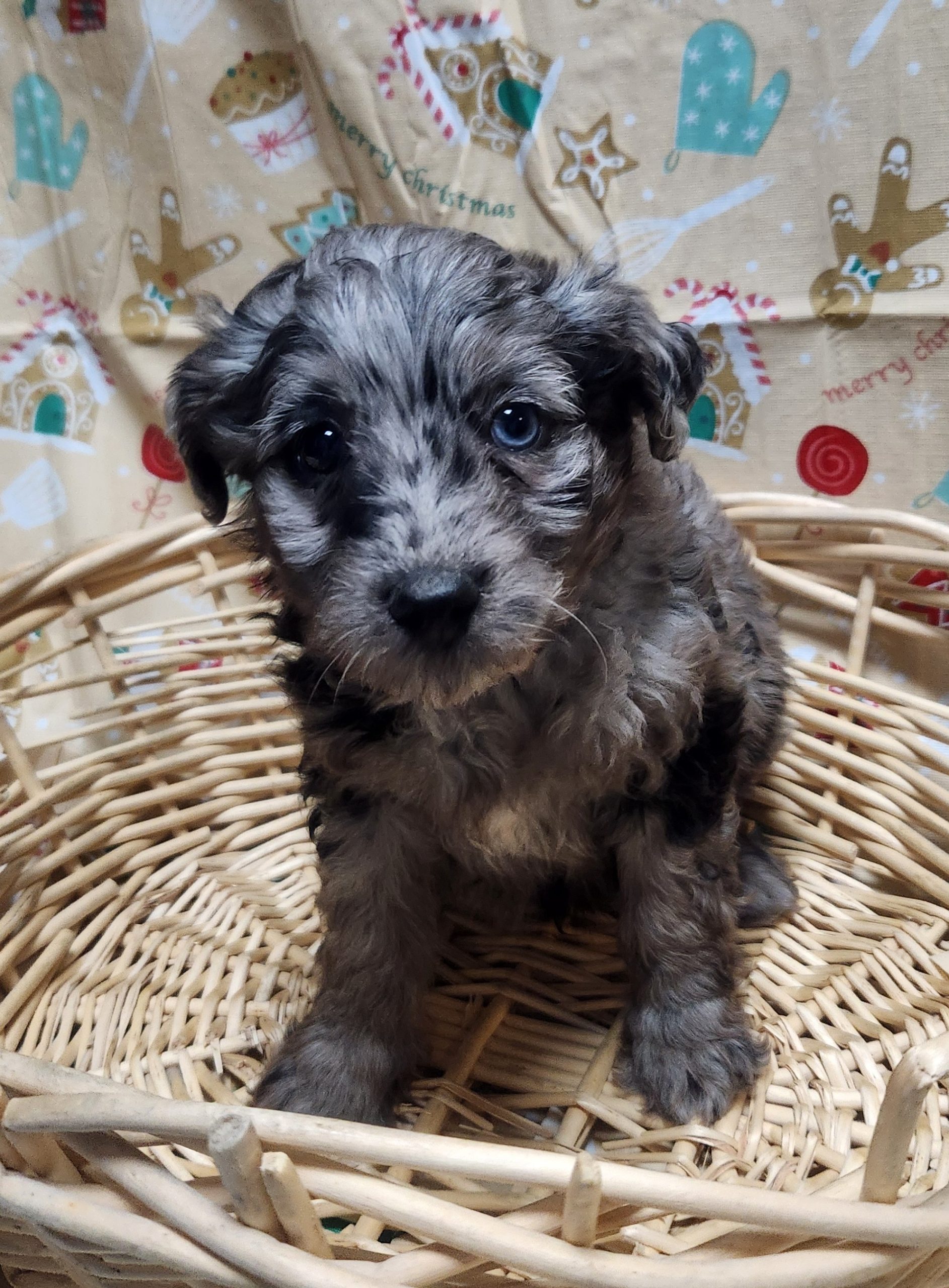 Available Puppies 37 Available Puppies 37