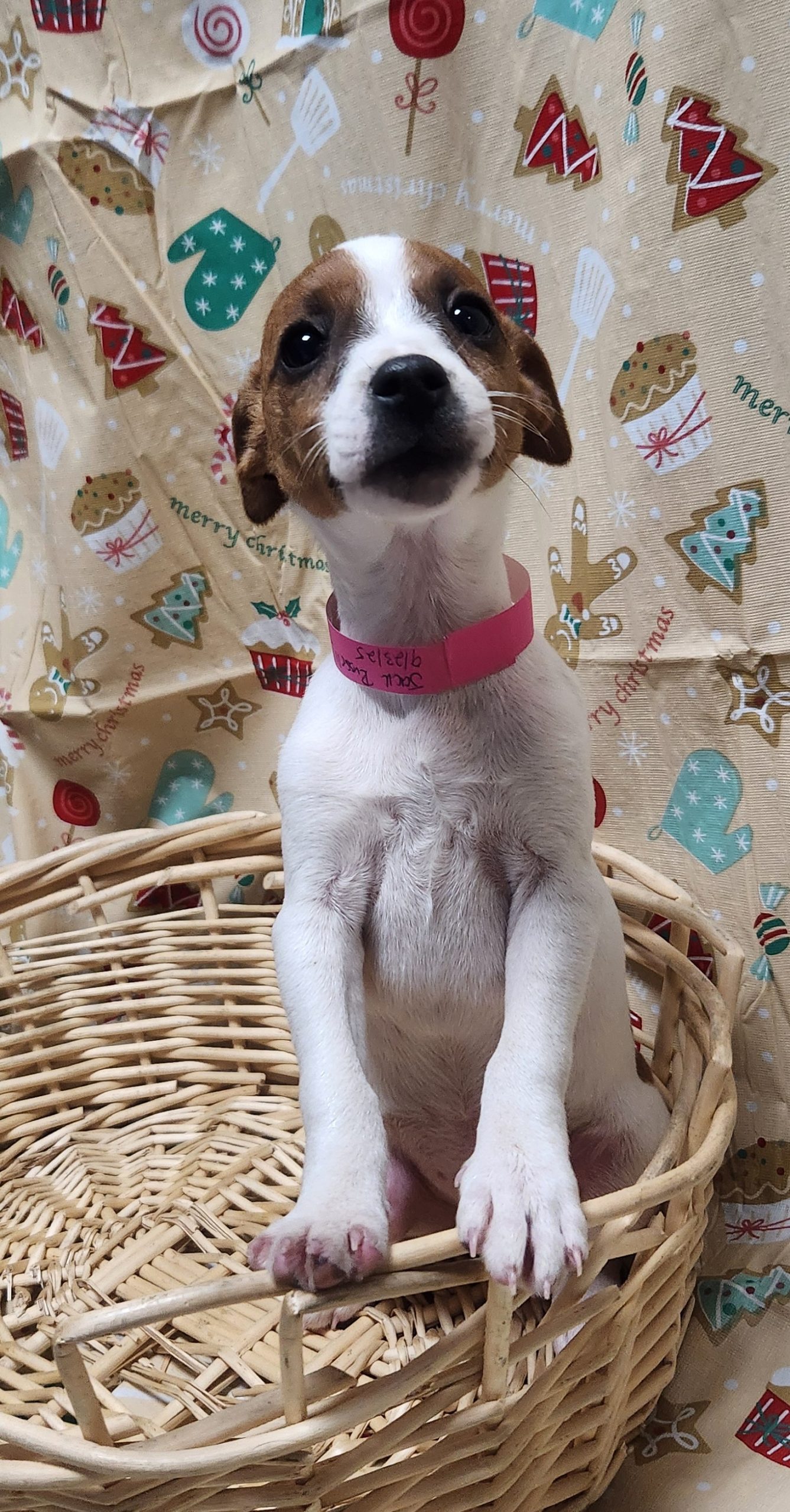 Available Puppies 40 Available Puppies 40