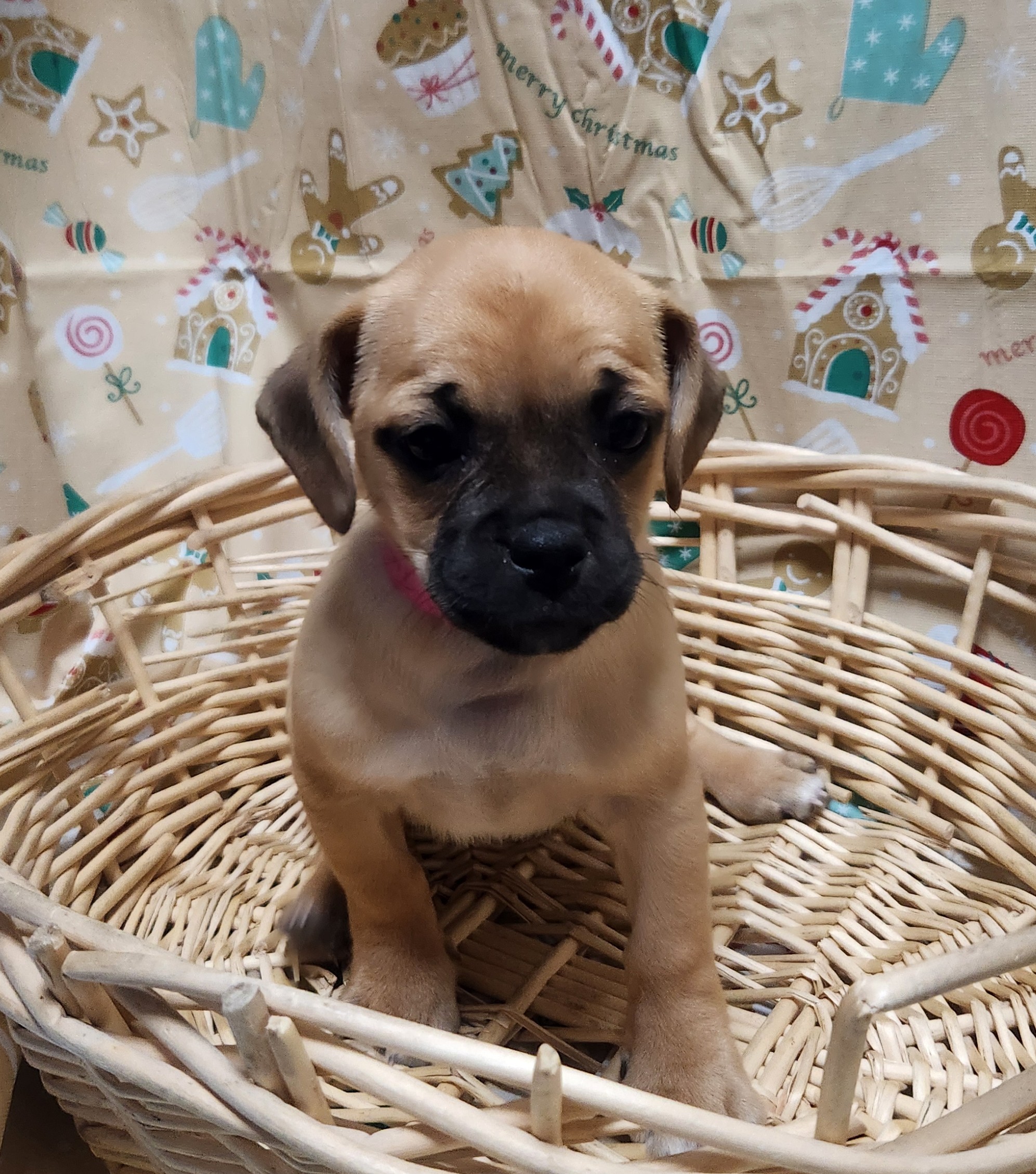 Available Puppies 38 Available Puppies 38