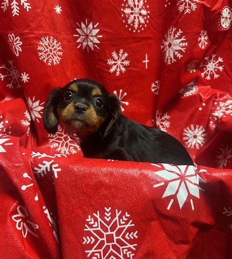 Available Puppies 23 Available Puppies 23