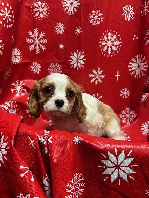 Available Puppies 24 Available Puppies 24