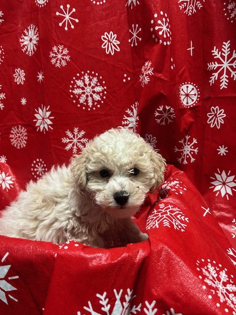 Available Puppies 26 Available Puppies 26