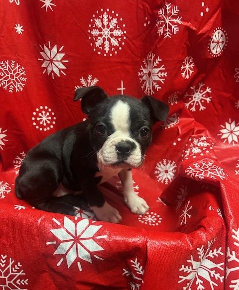 Available Puppies 22 Available Puppies 22