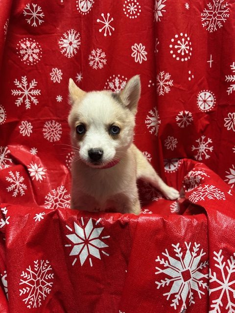 Available Puppies 25 Available Puppies 25