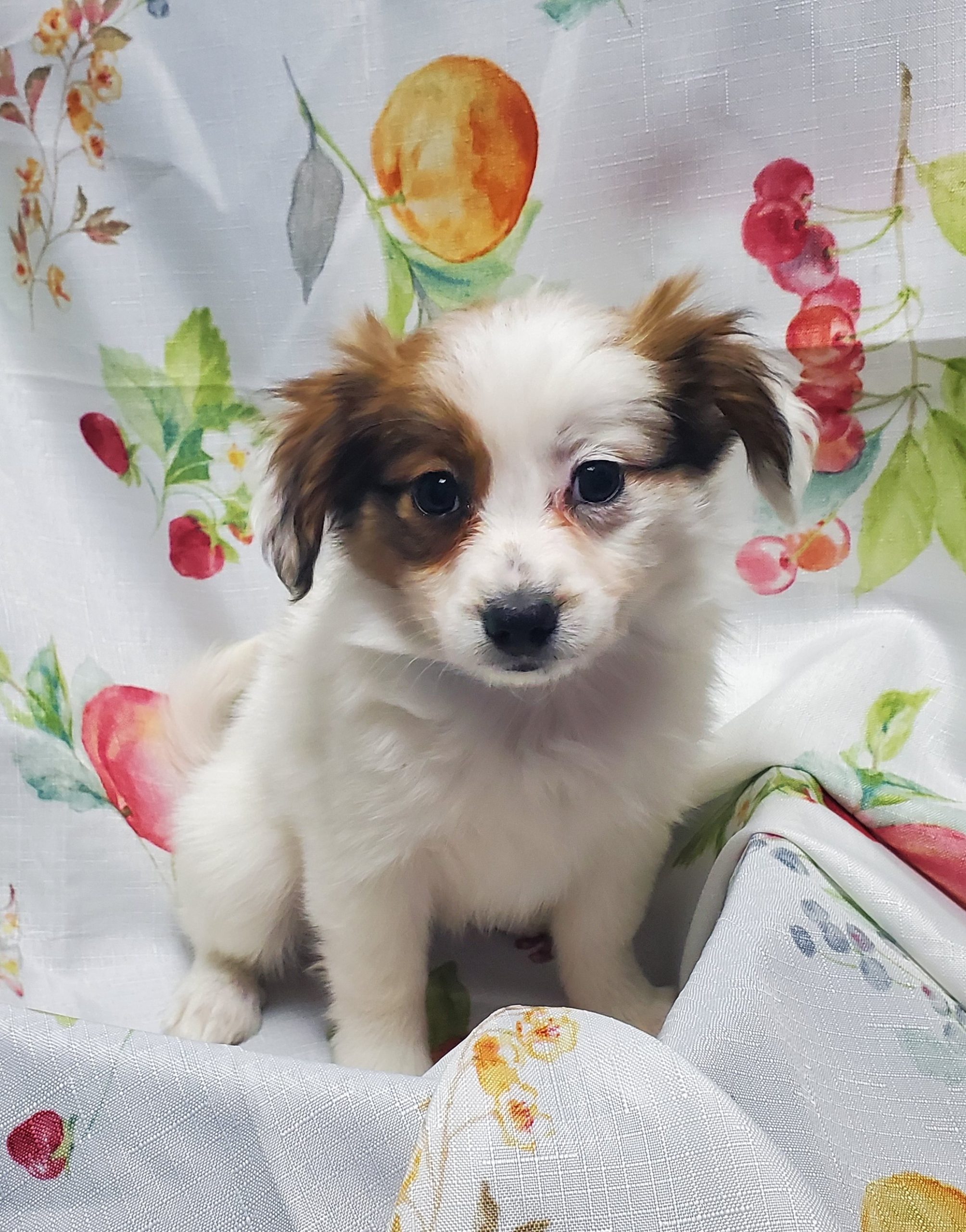 Available Puppies 11