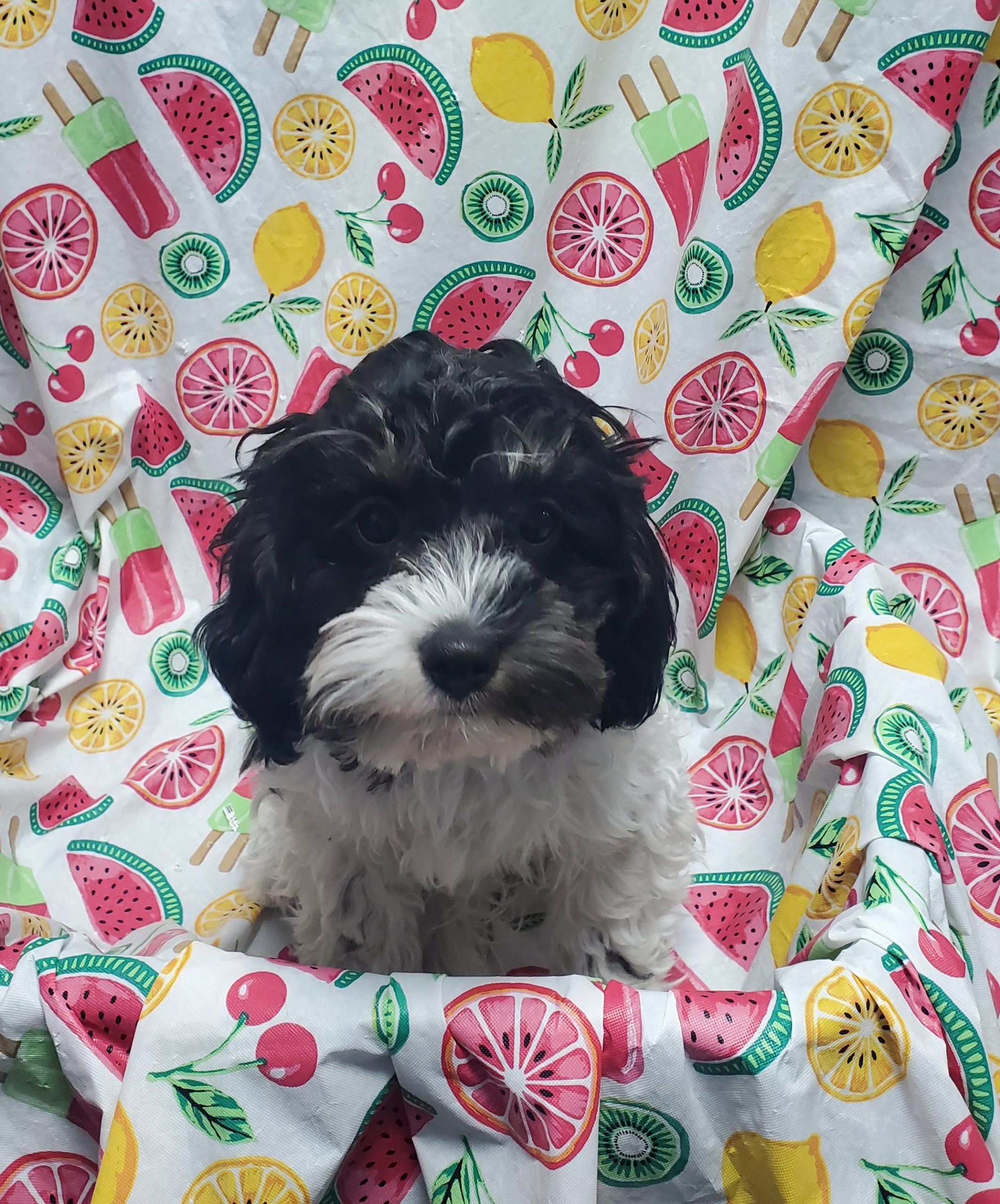 Available Puppies 4