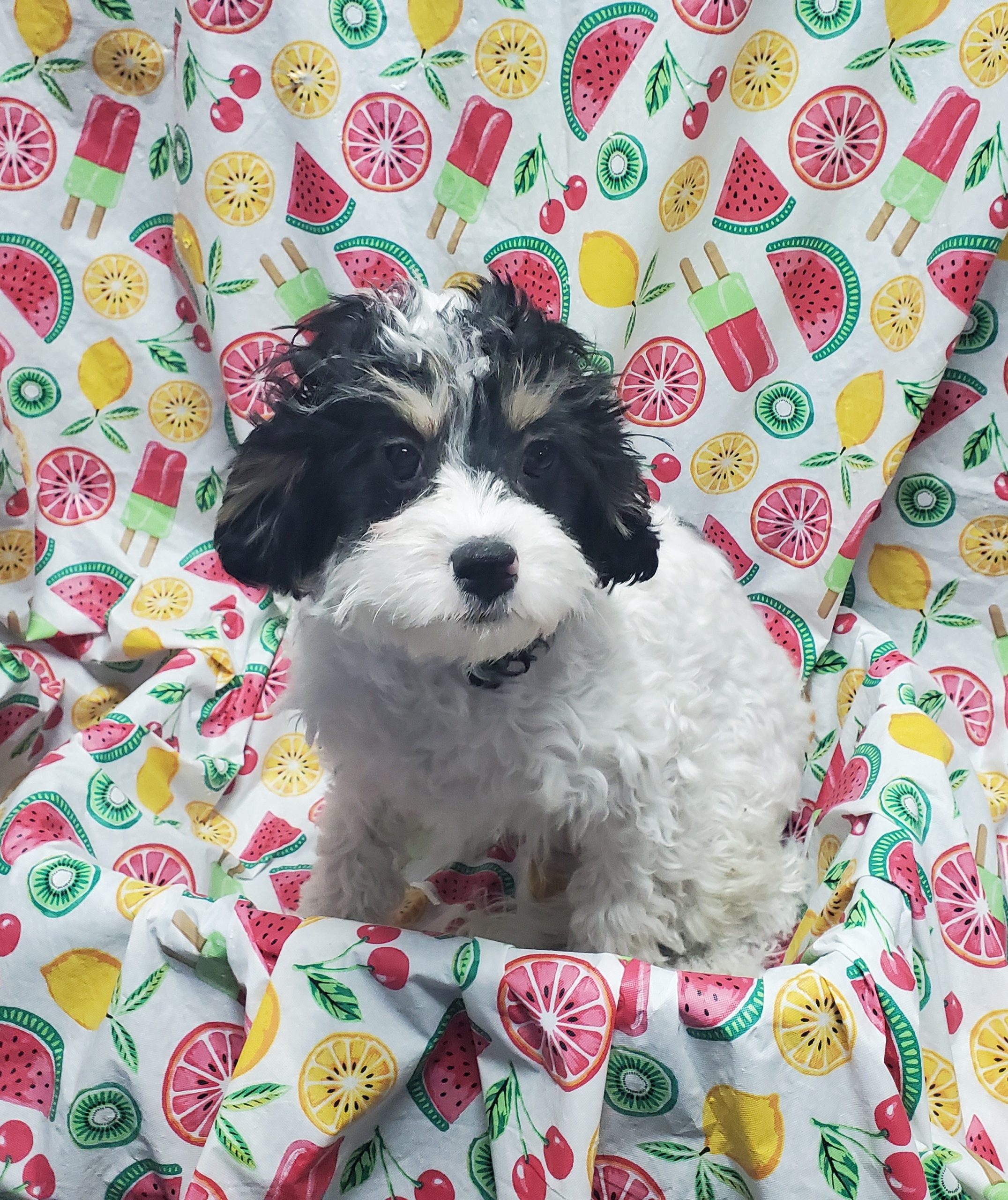 Available Puppies 5