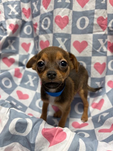 Available Puppies 10