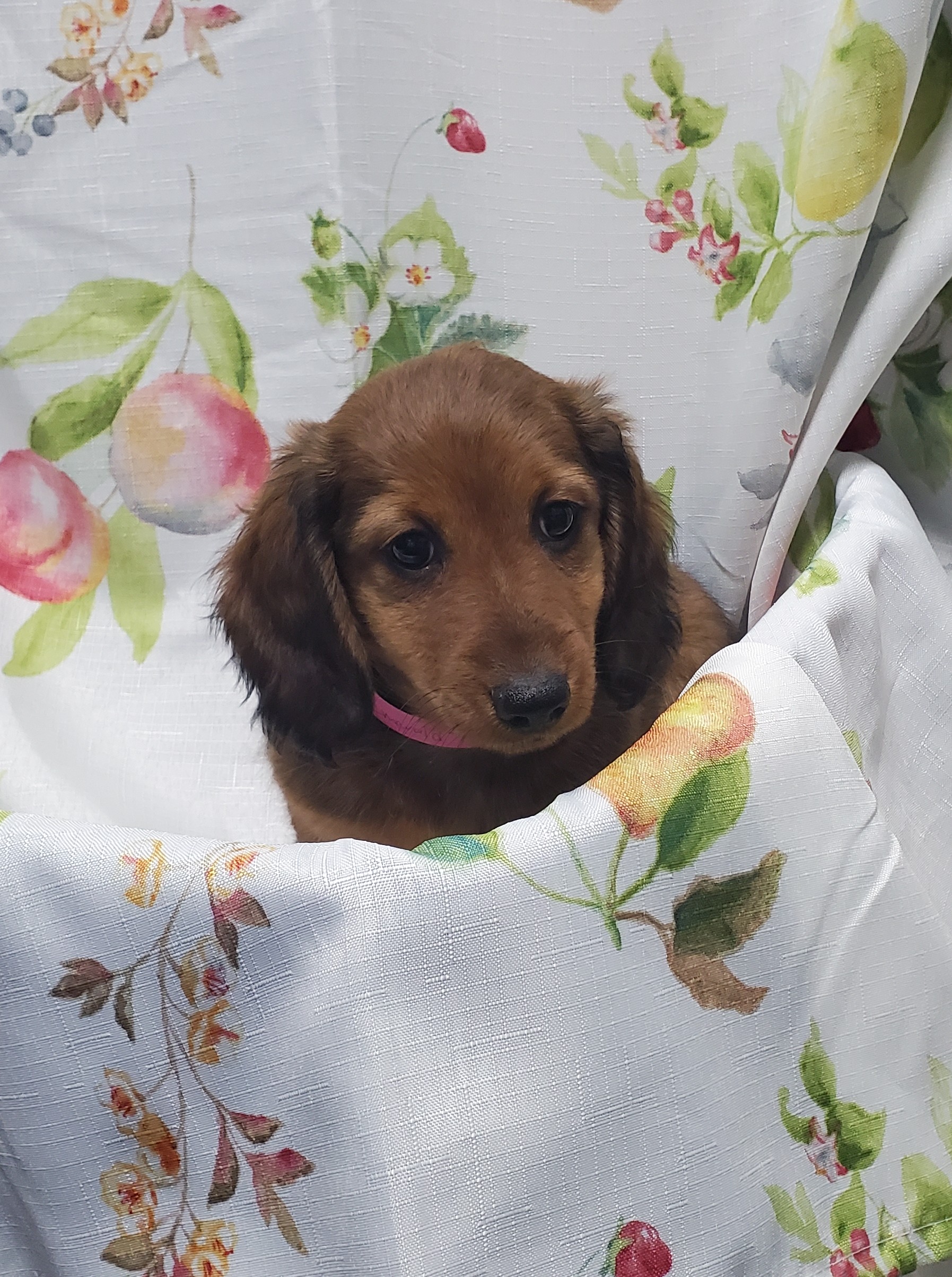 Available Puppies 13