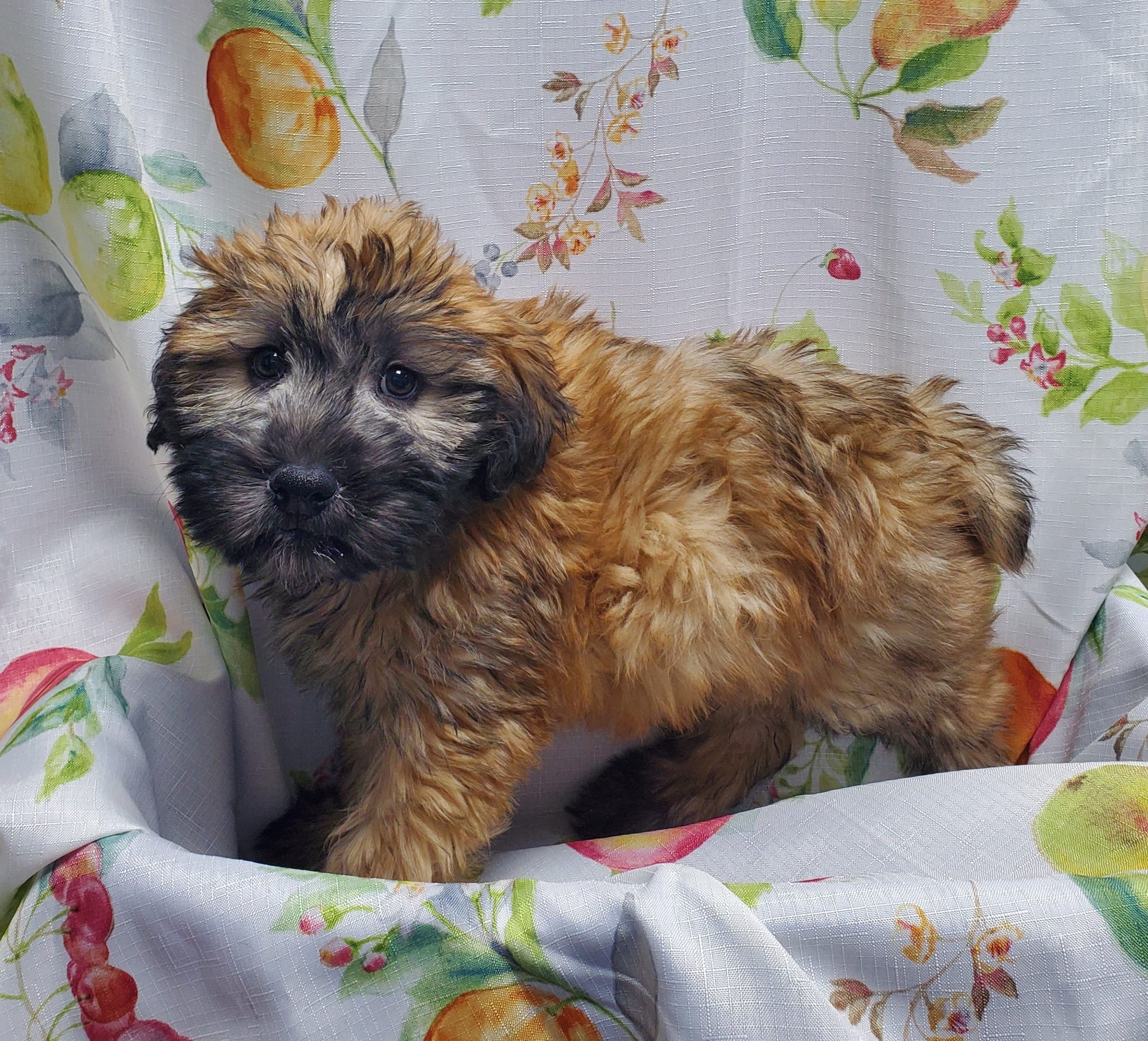 Available Puppies 12