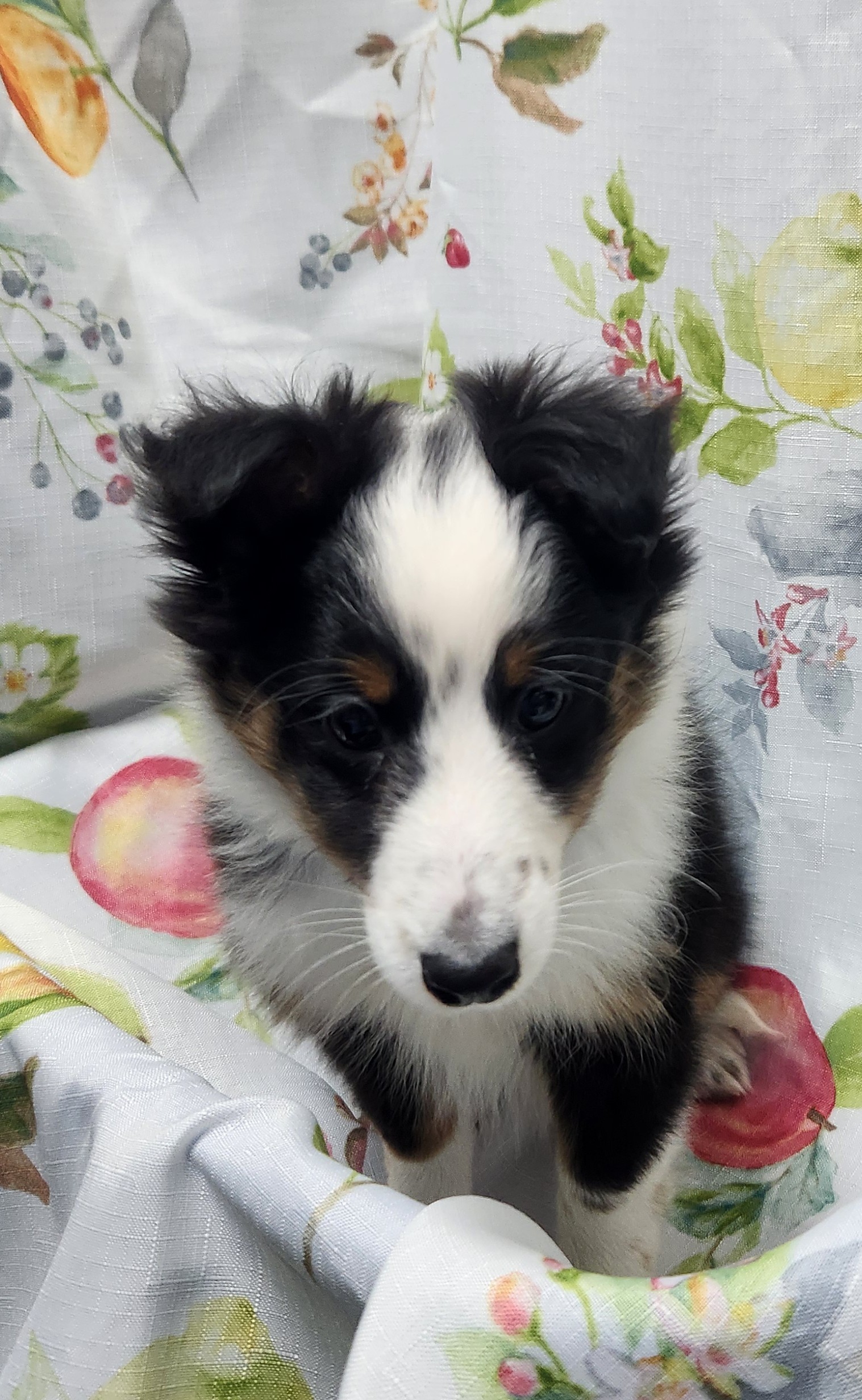 Available Puppies 14