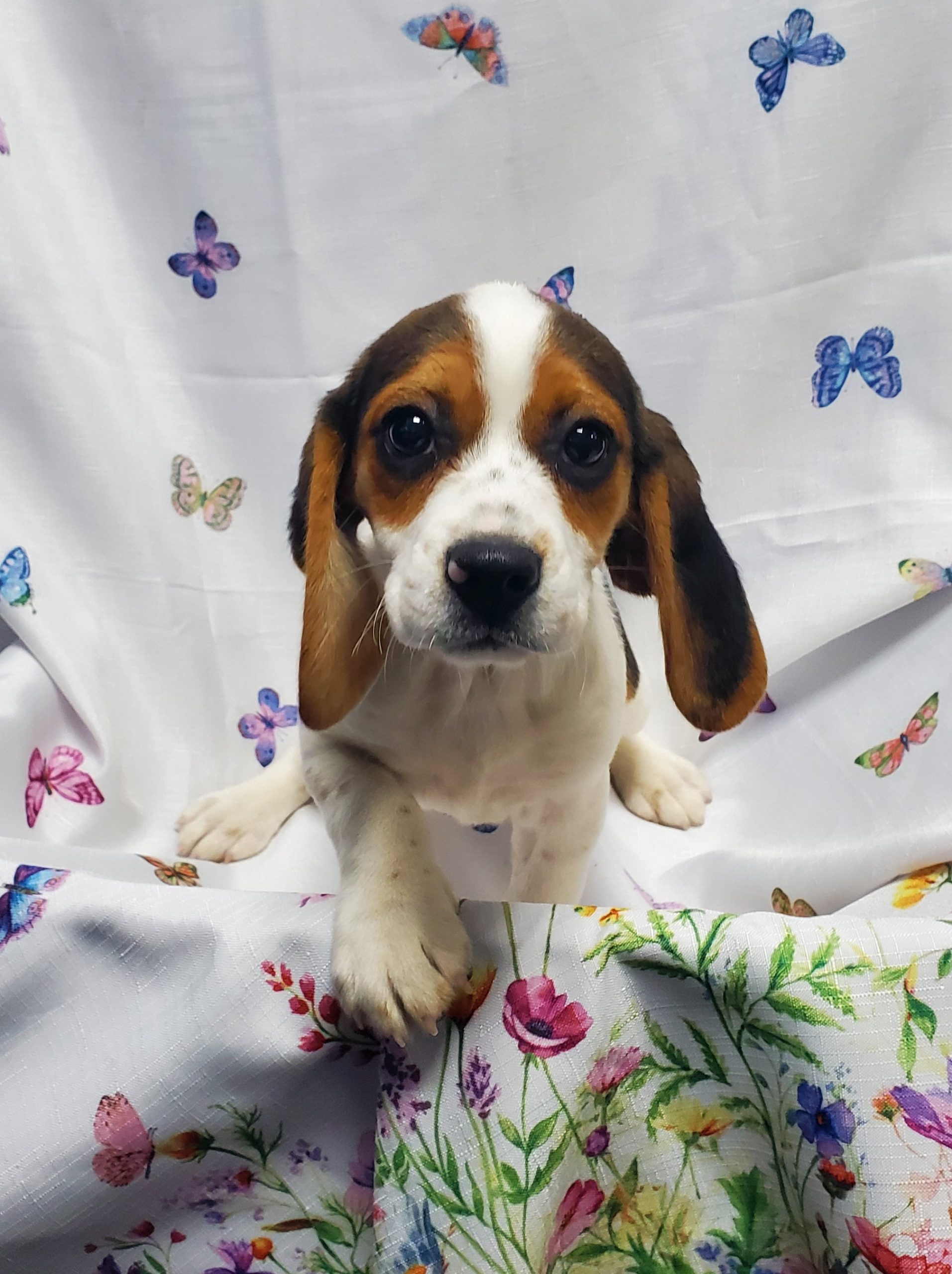 Available Puppies 15