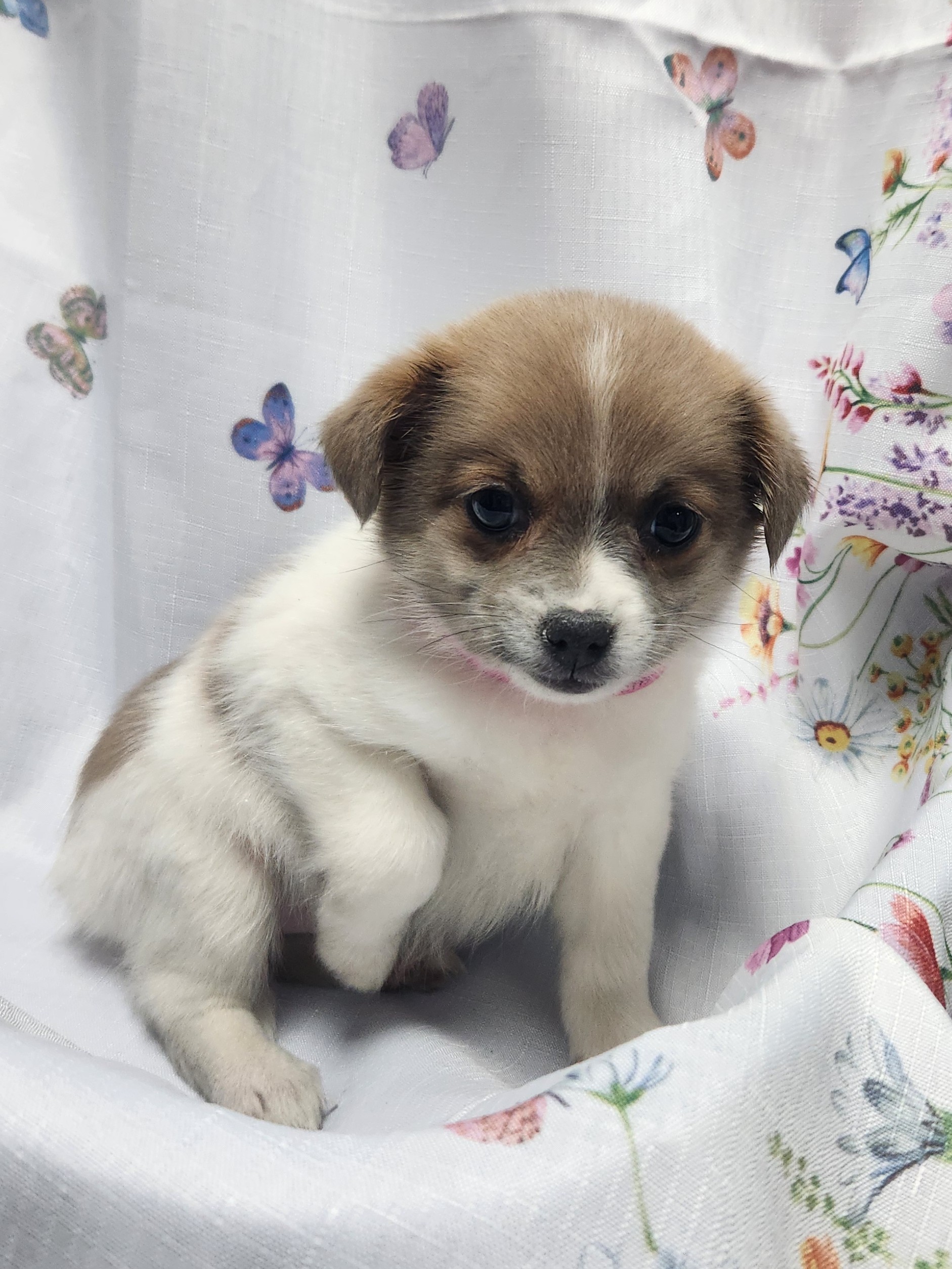 Available Puppies 19