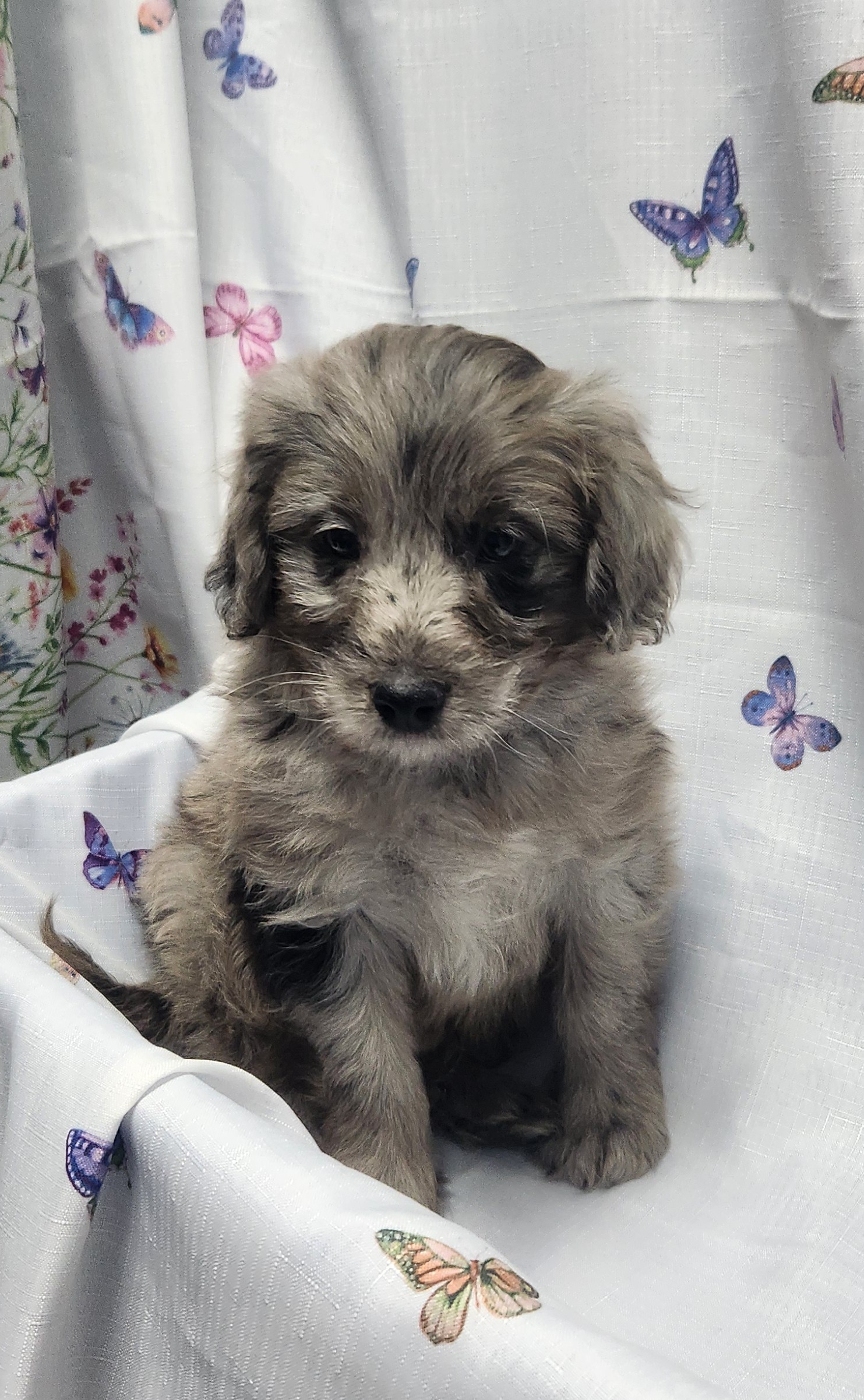 Available Puppies 18