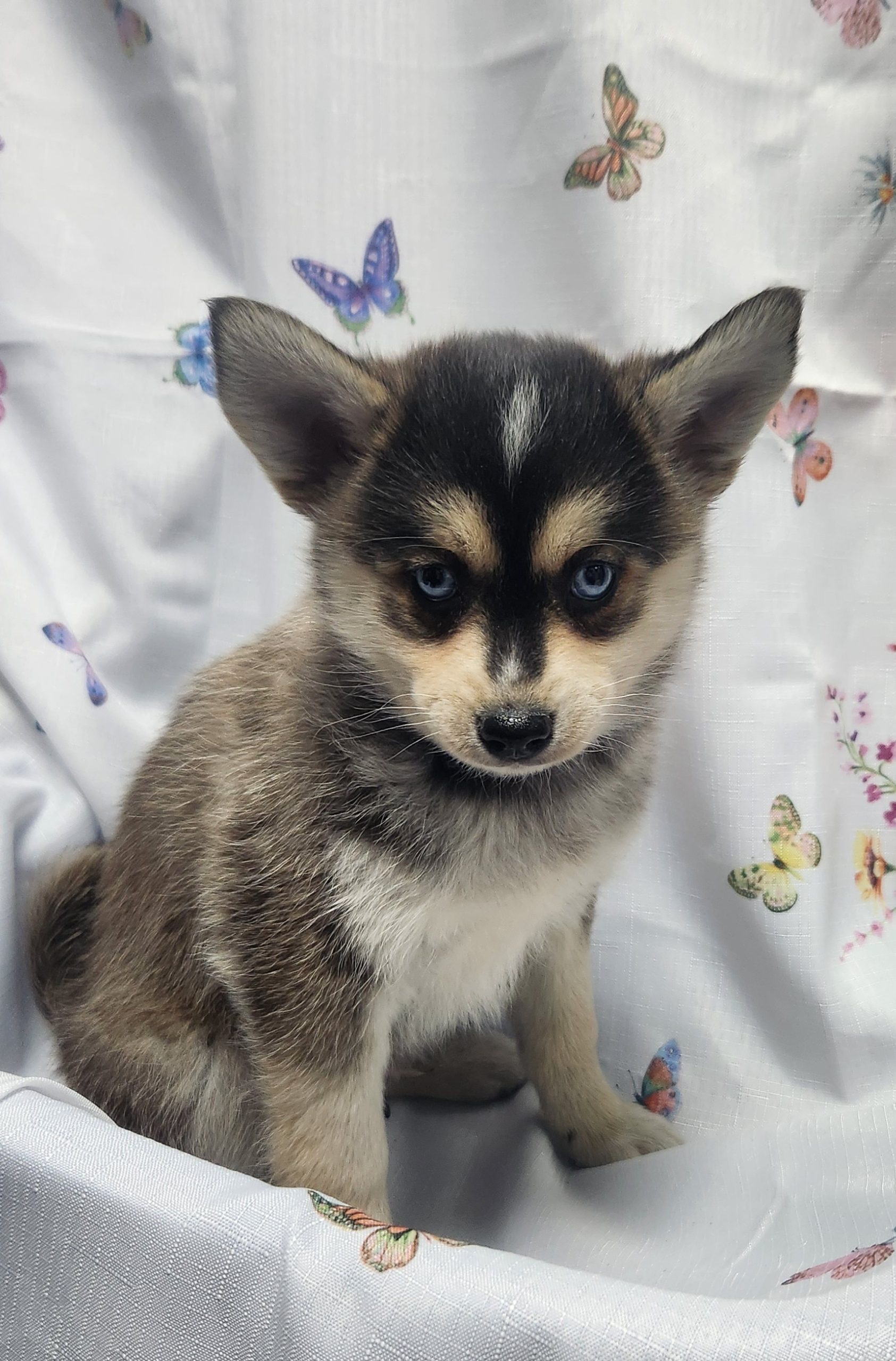 Available Puppies 21