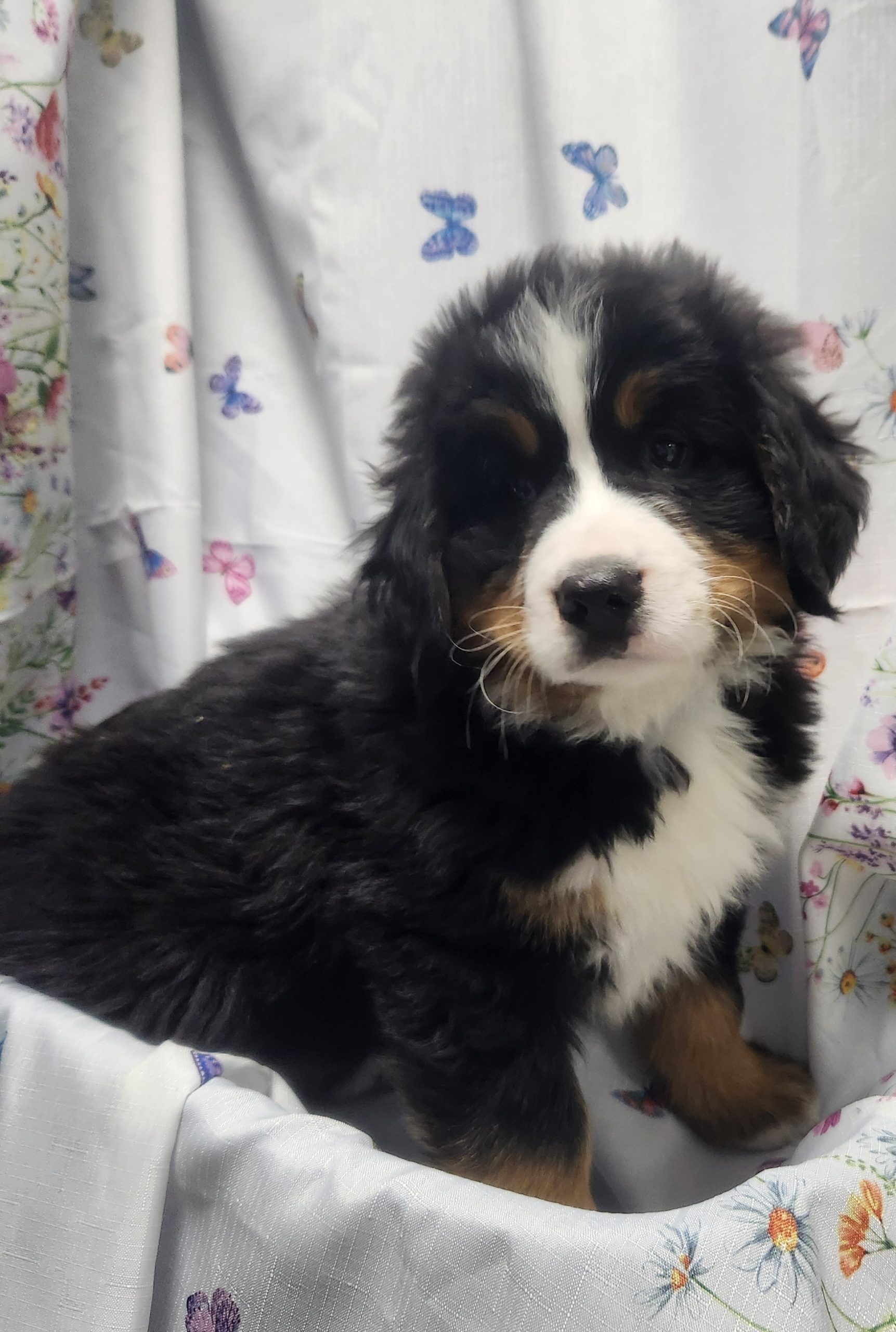 Available Puppies 20