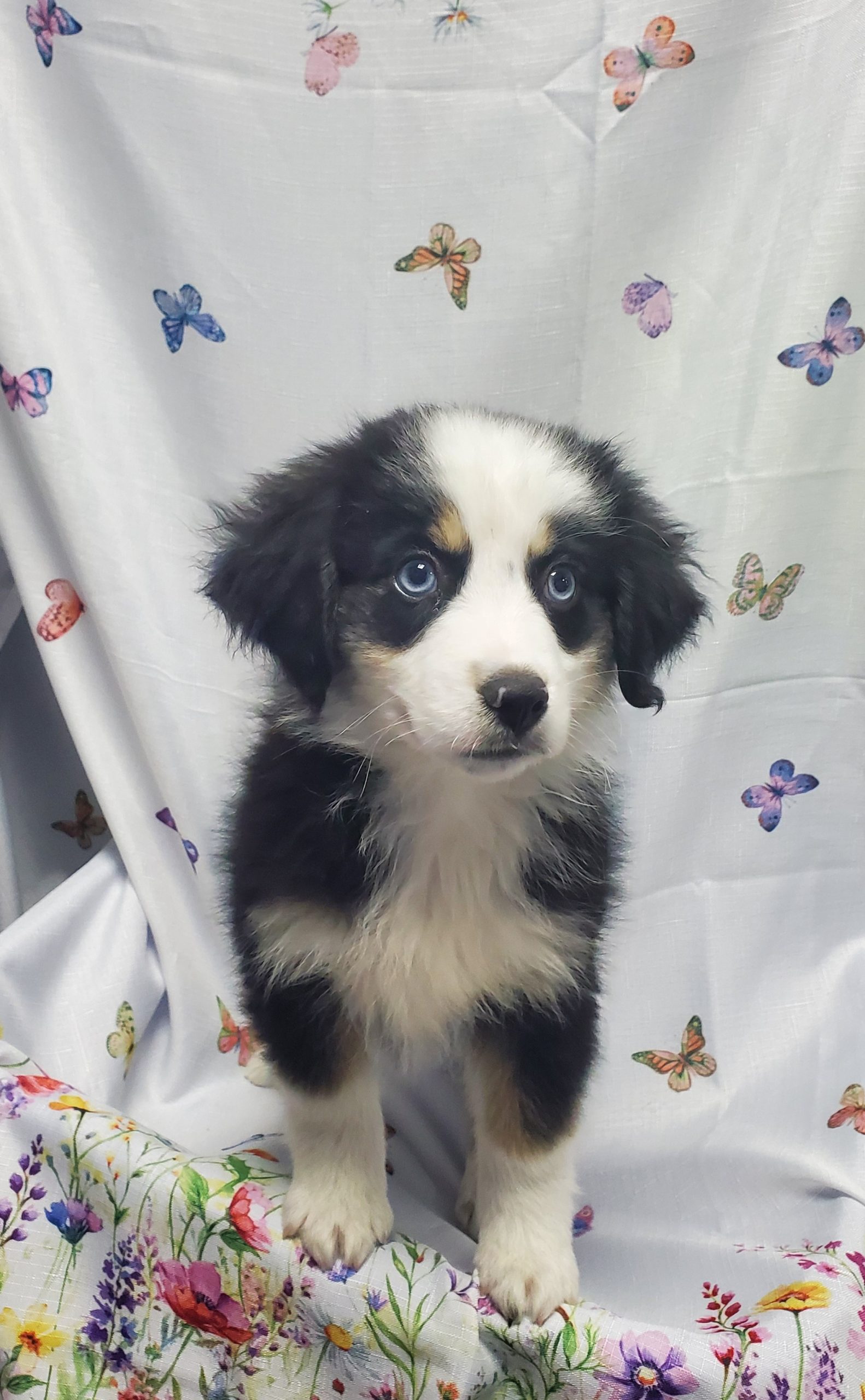 Available Puppies 22