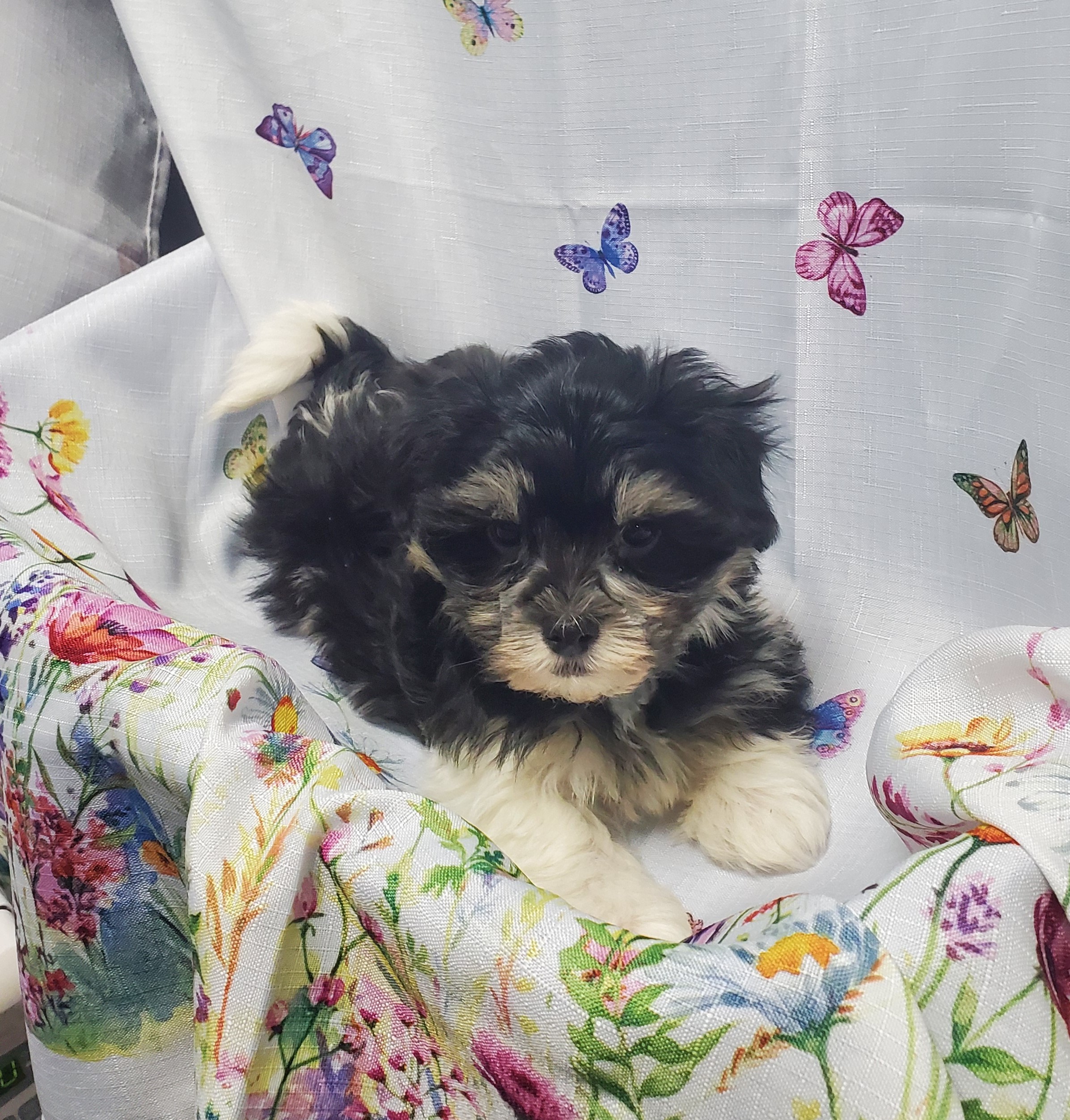 Available Puppies 24