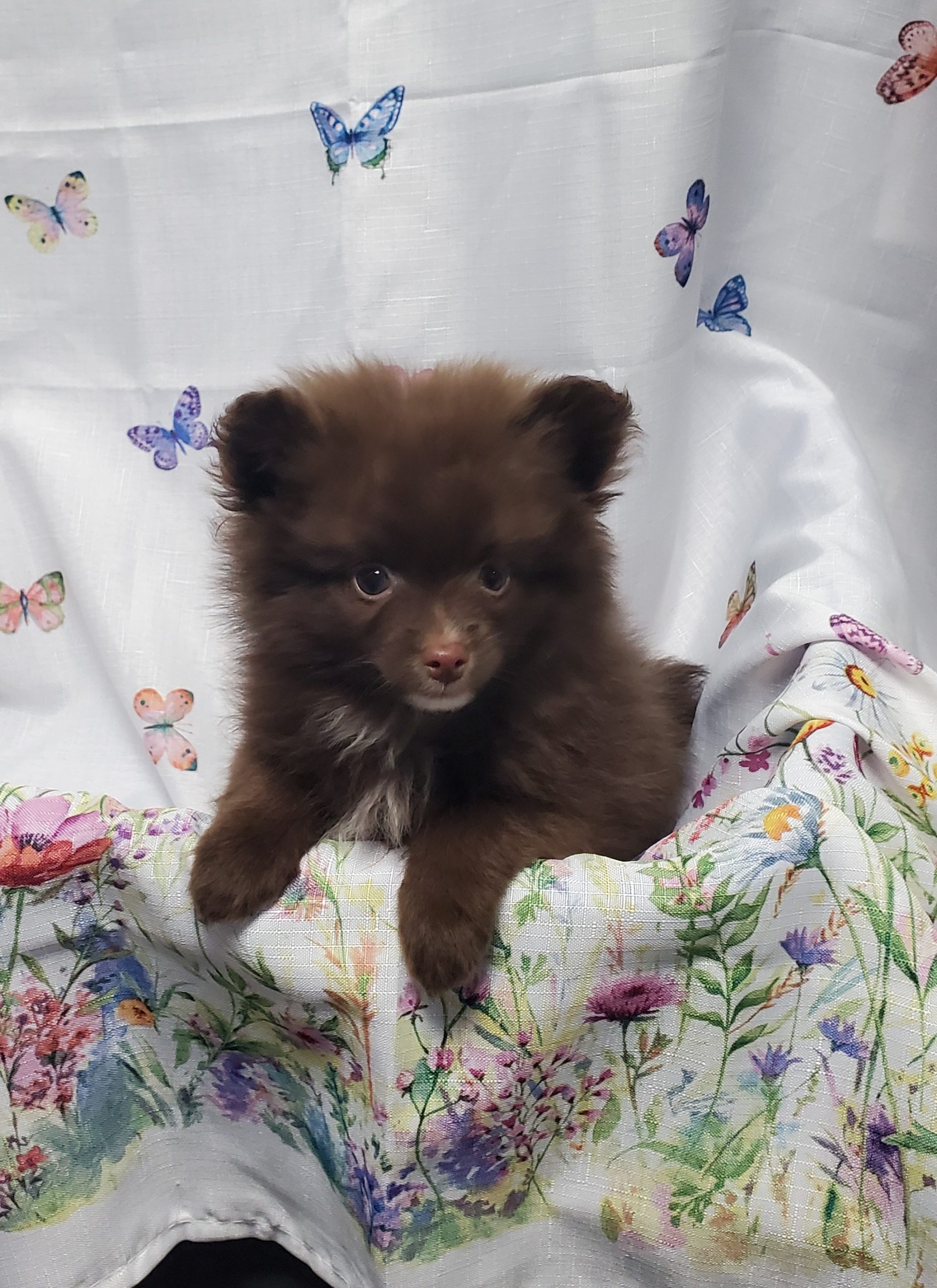 Available Puppies 23