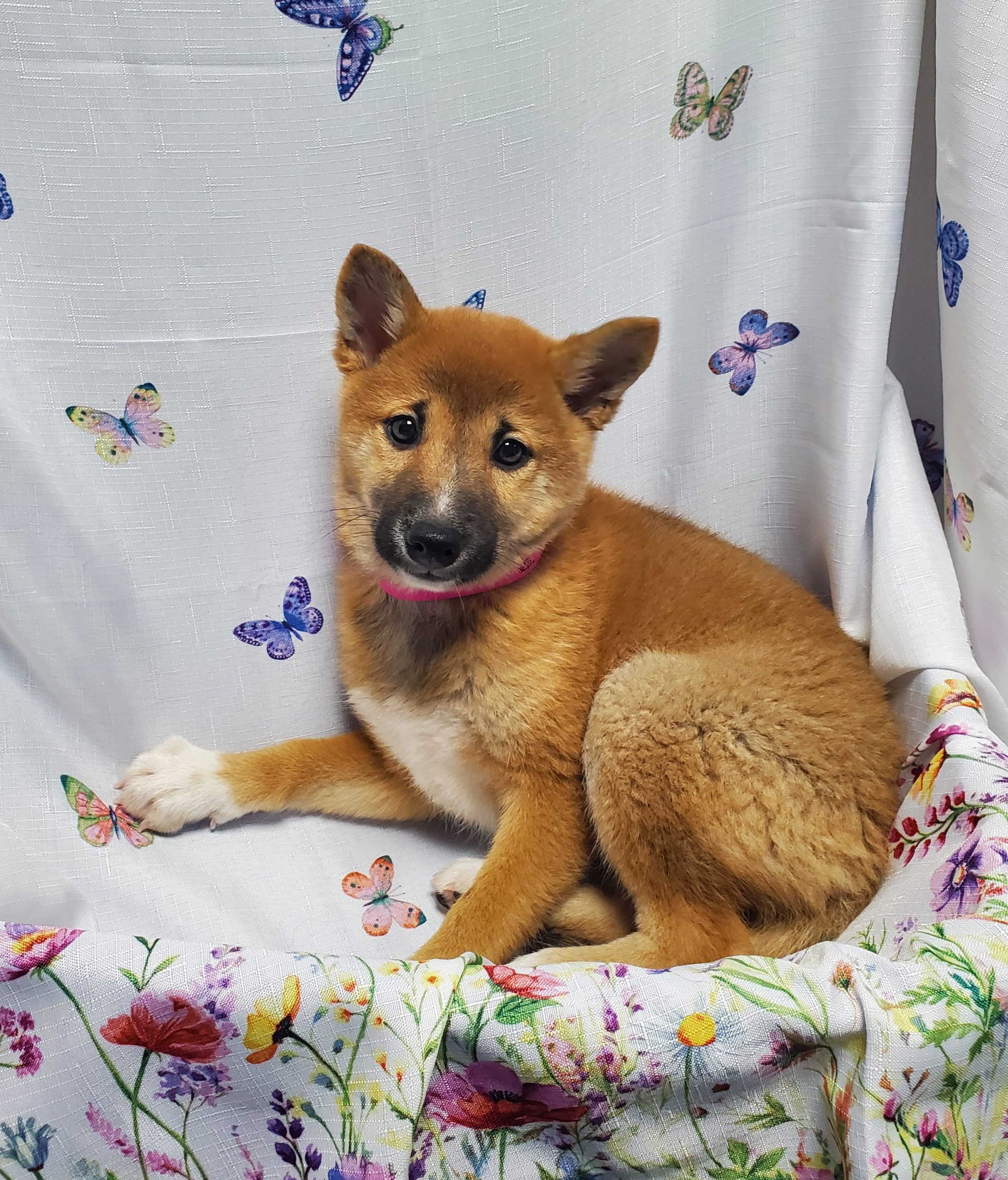 Available Puppies 25