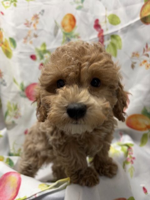 Available Puppies 17