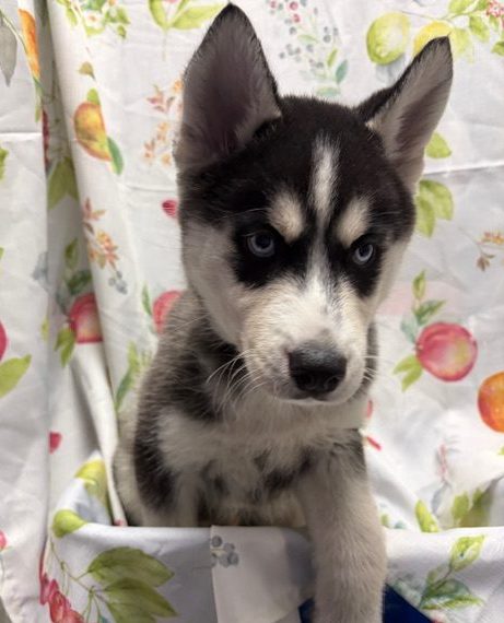 Available Puppies 12 Available Puppies 12