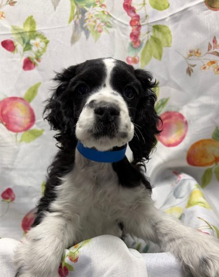 Available Puppies 16