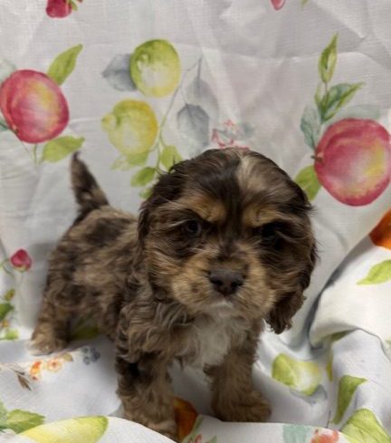 Available Puppies 8