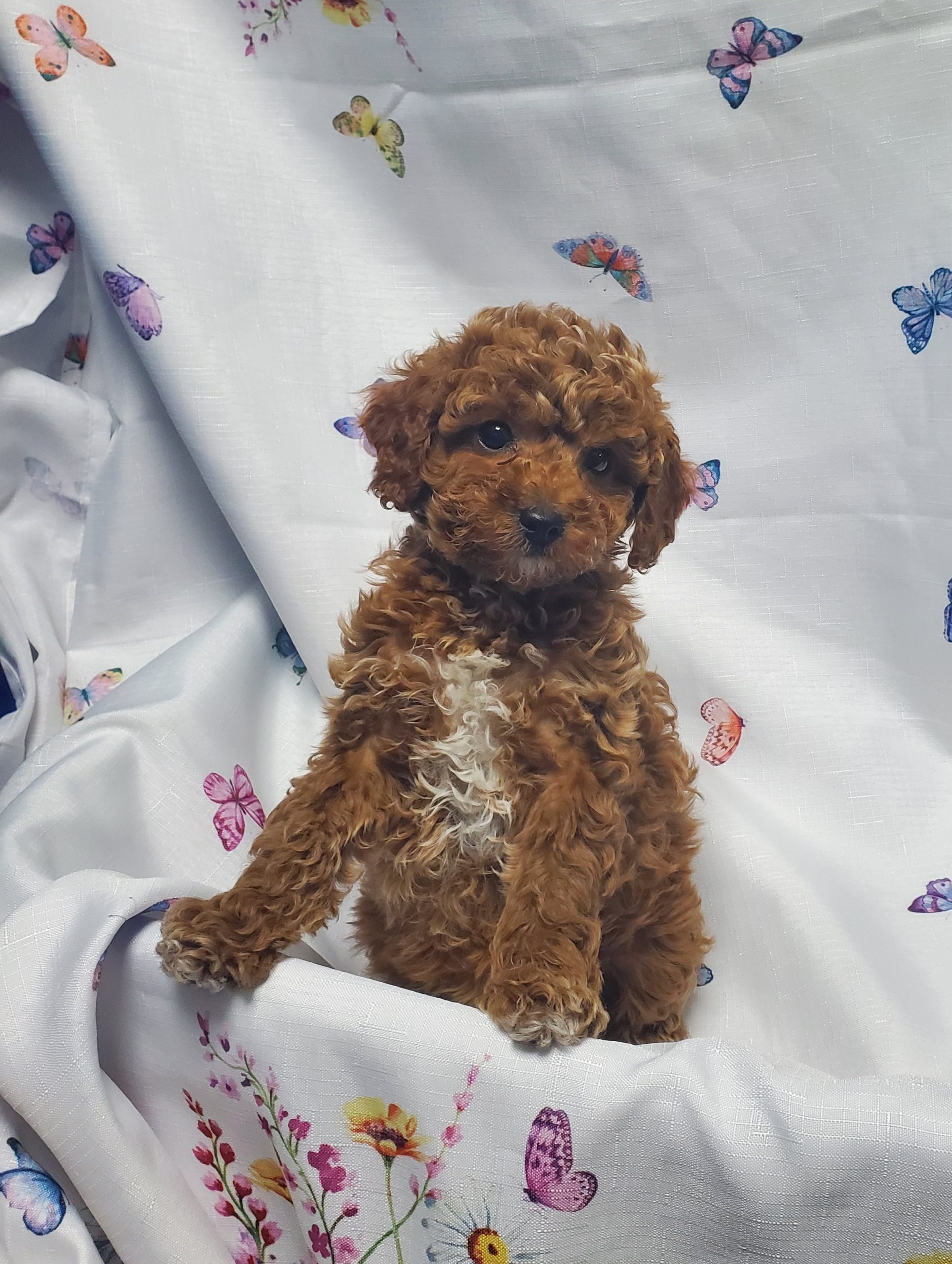 Available Puppies 29