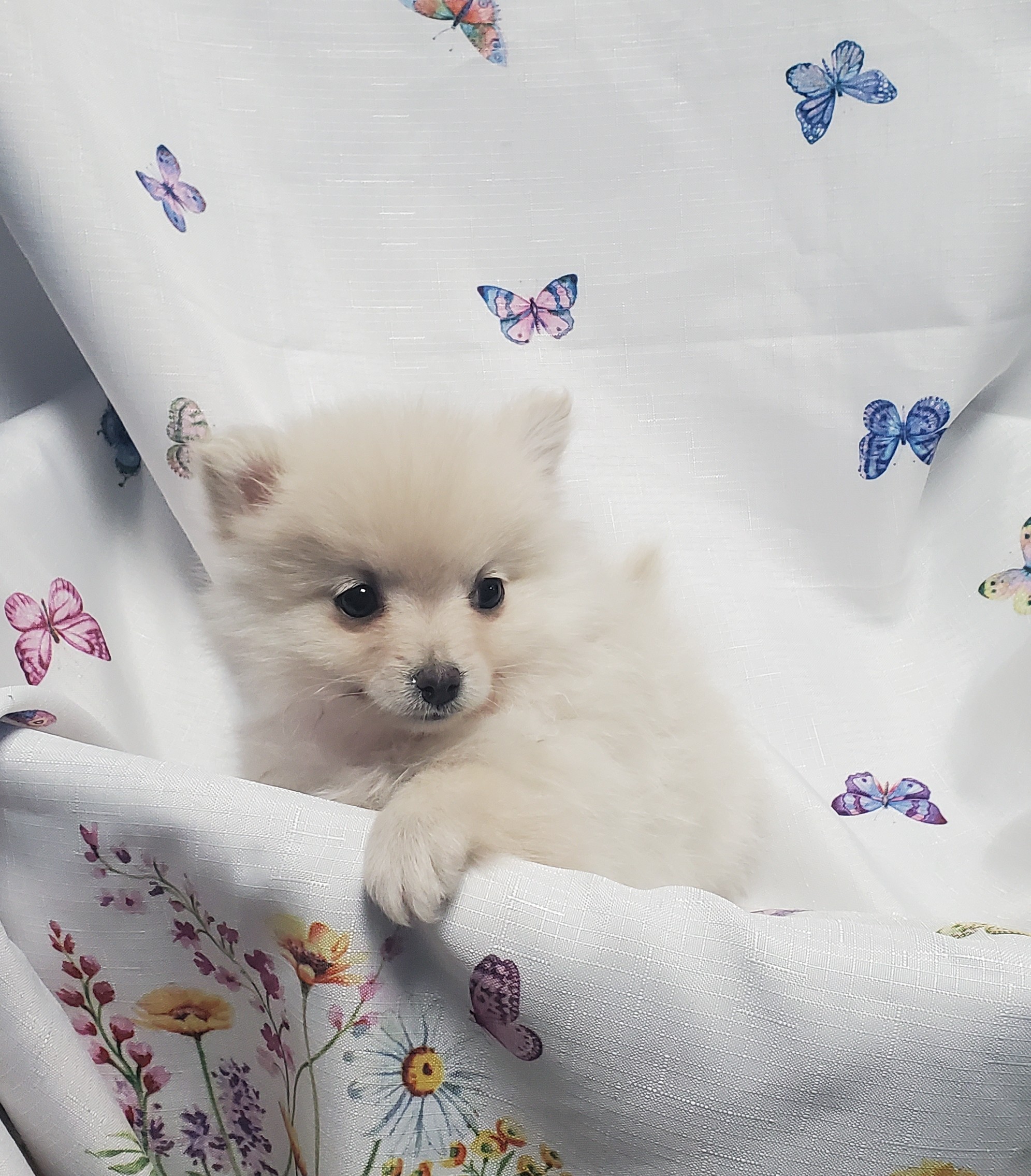 Available Puppies 31