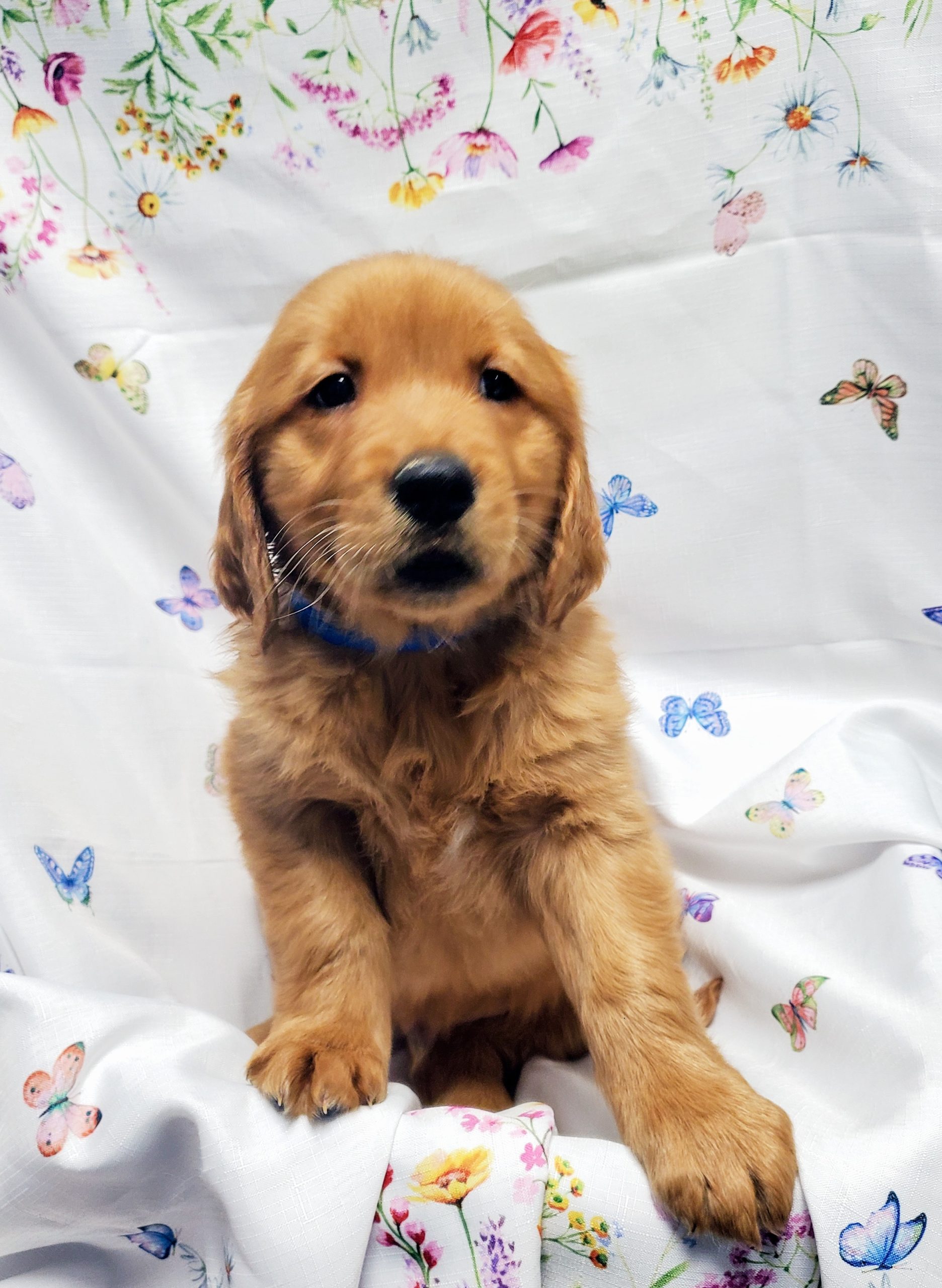 Available Puppies 27