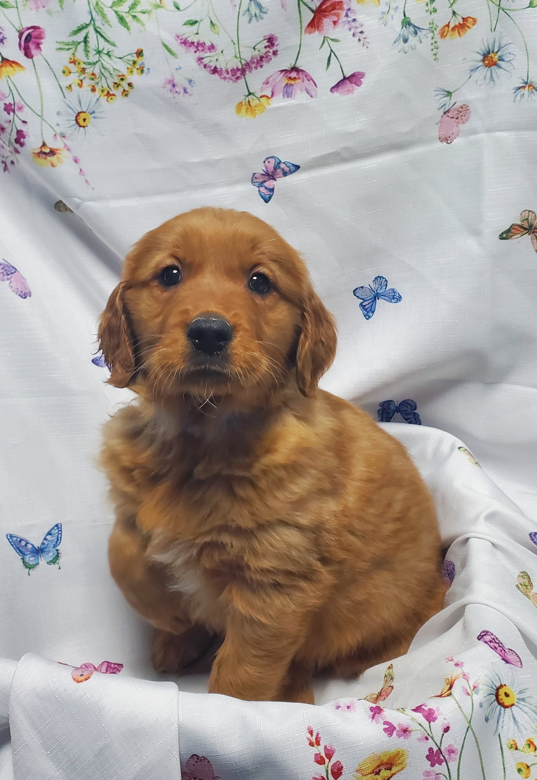 Available Puppies 26