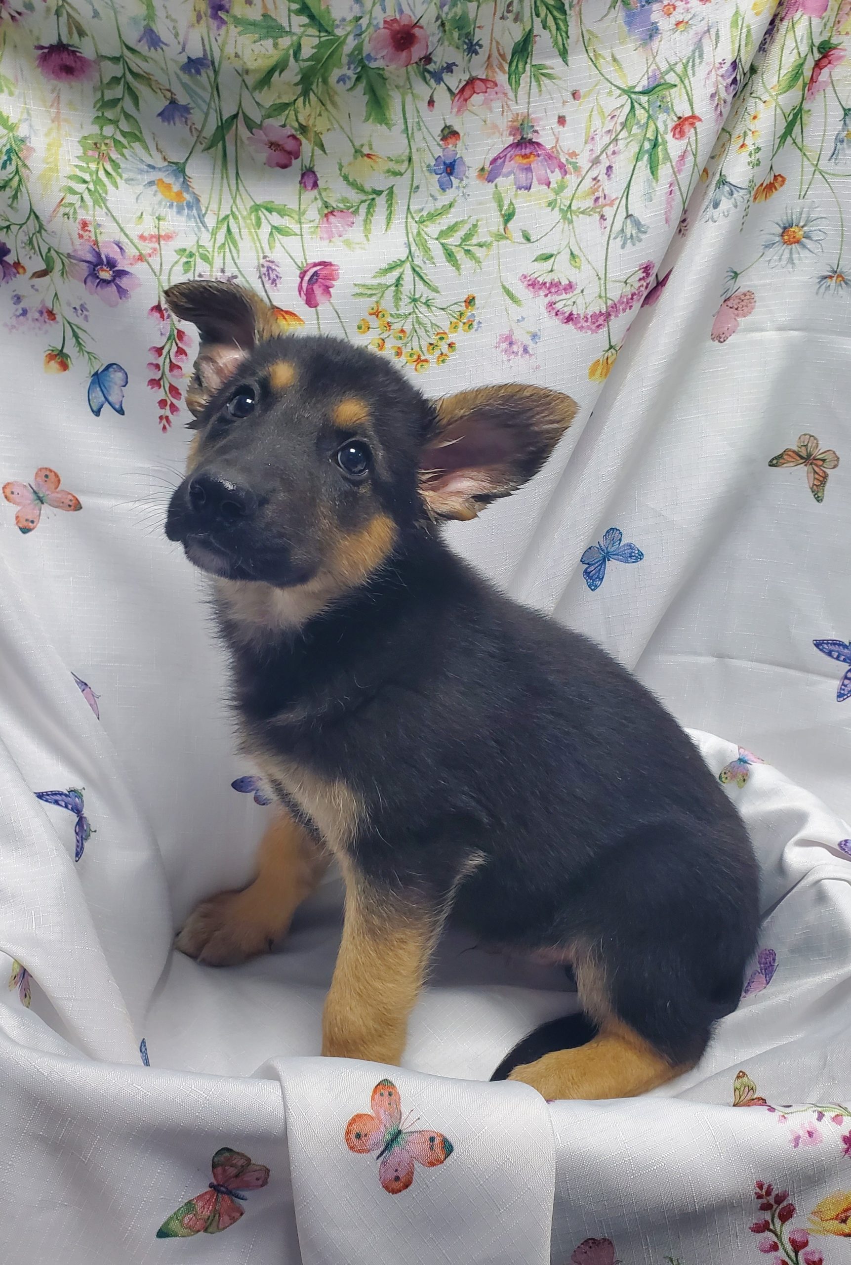 Available Puppies 28