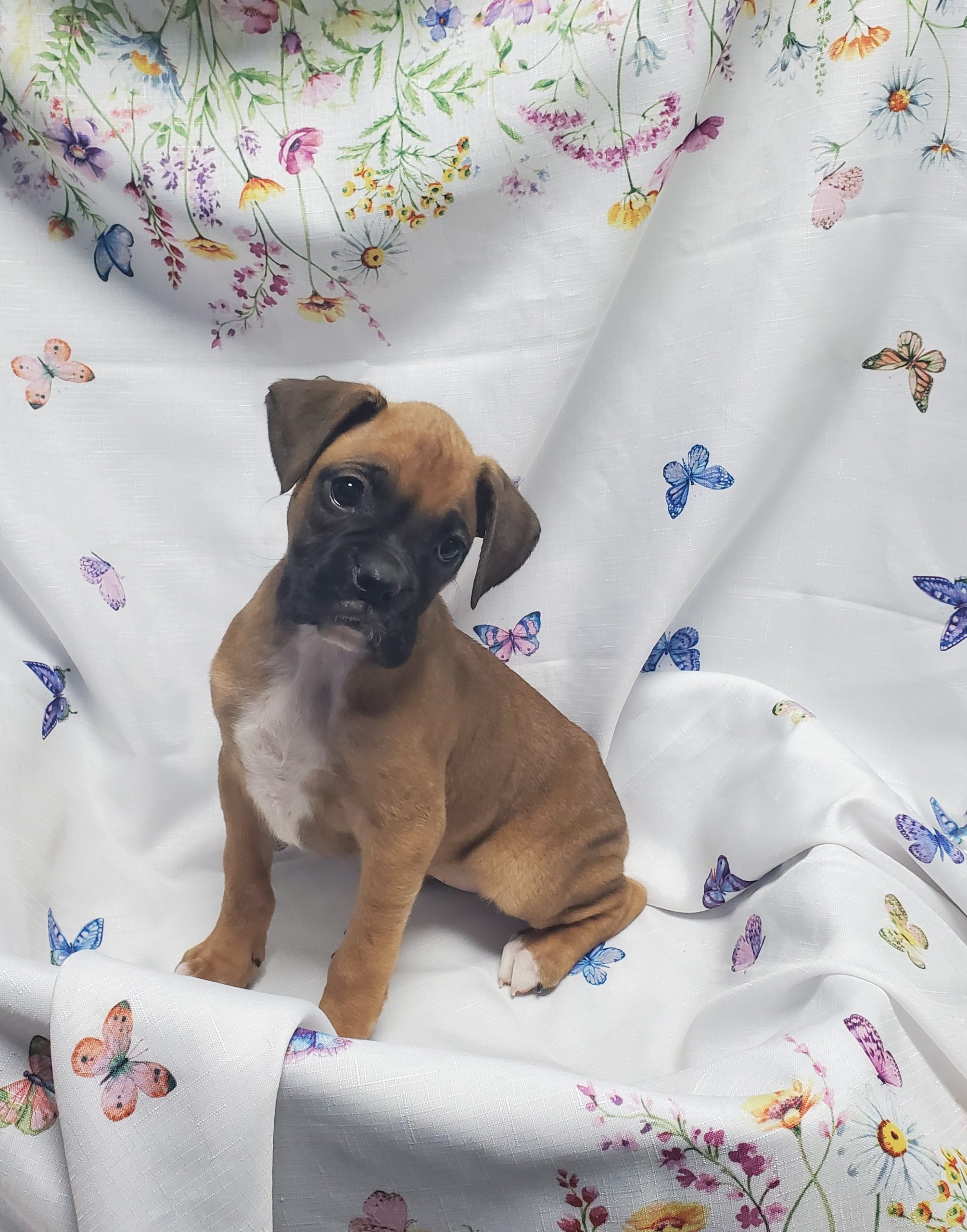 Available Puppies 30