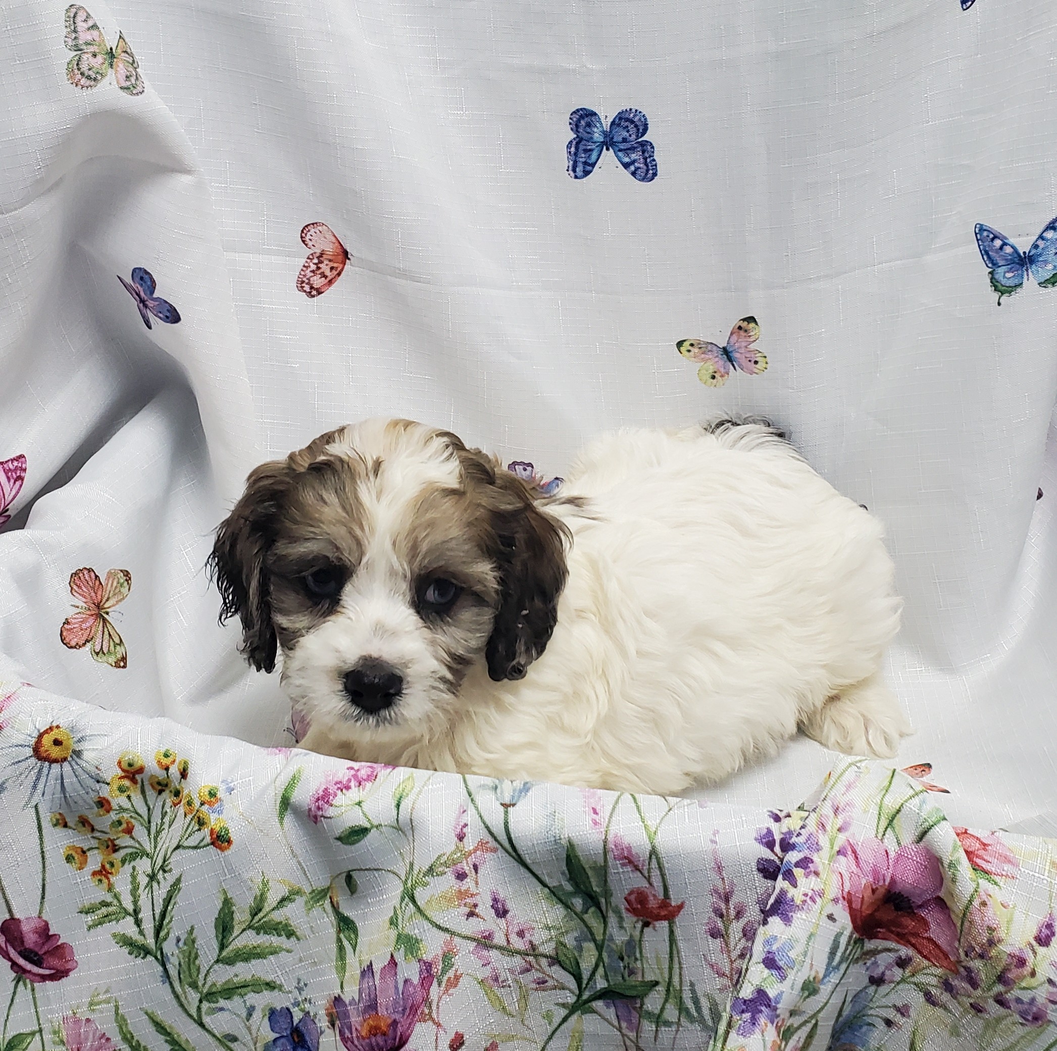 Available Puppies 13
