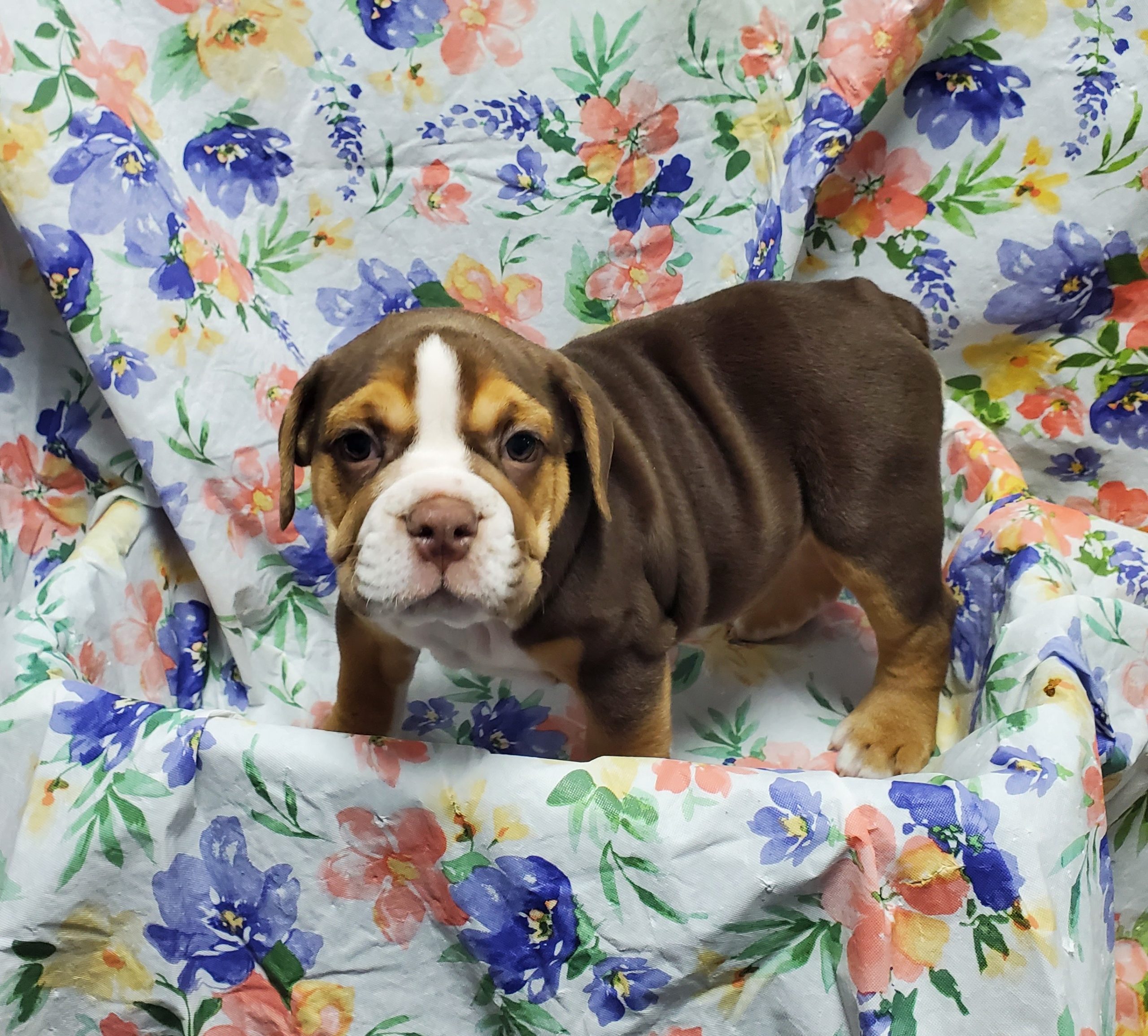 Available Puppies 14