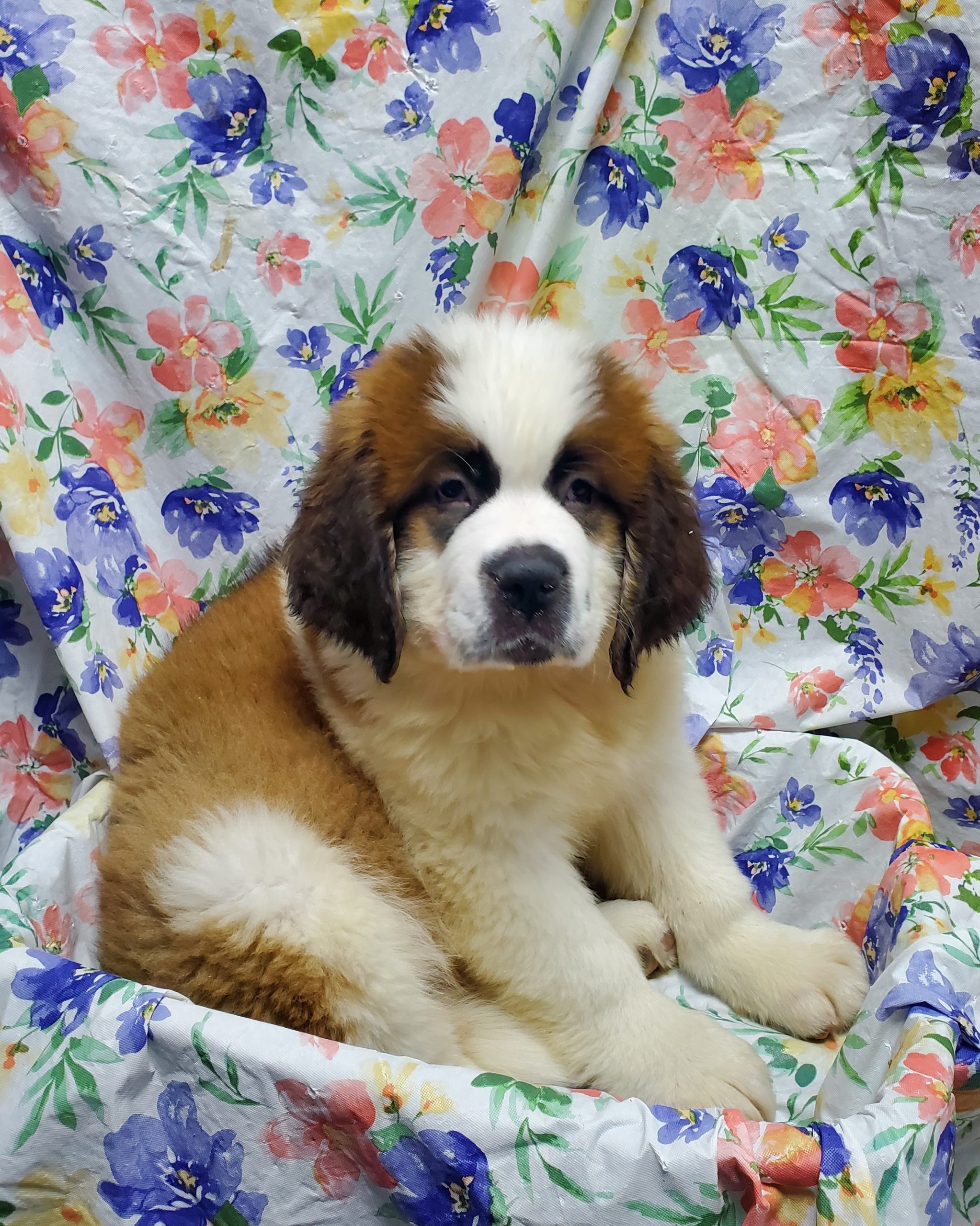 Available Puppies 15