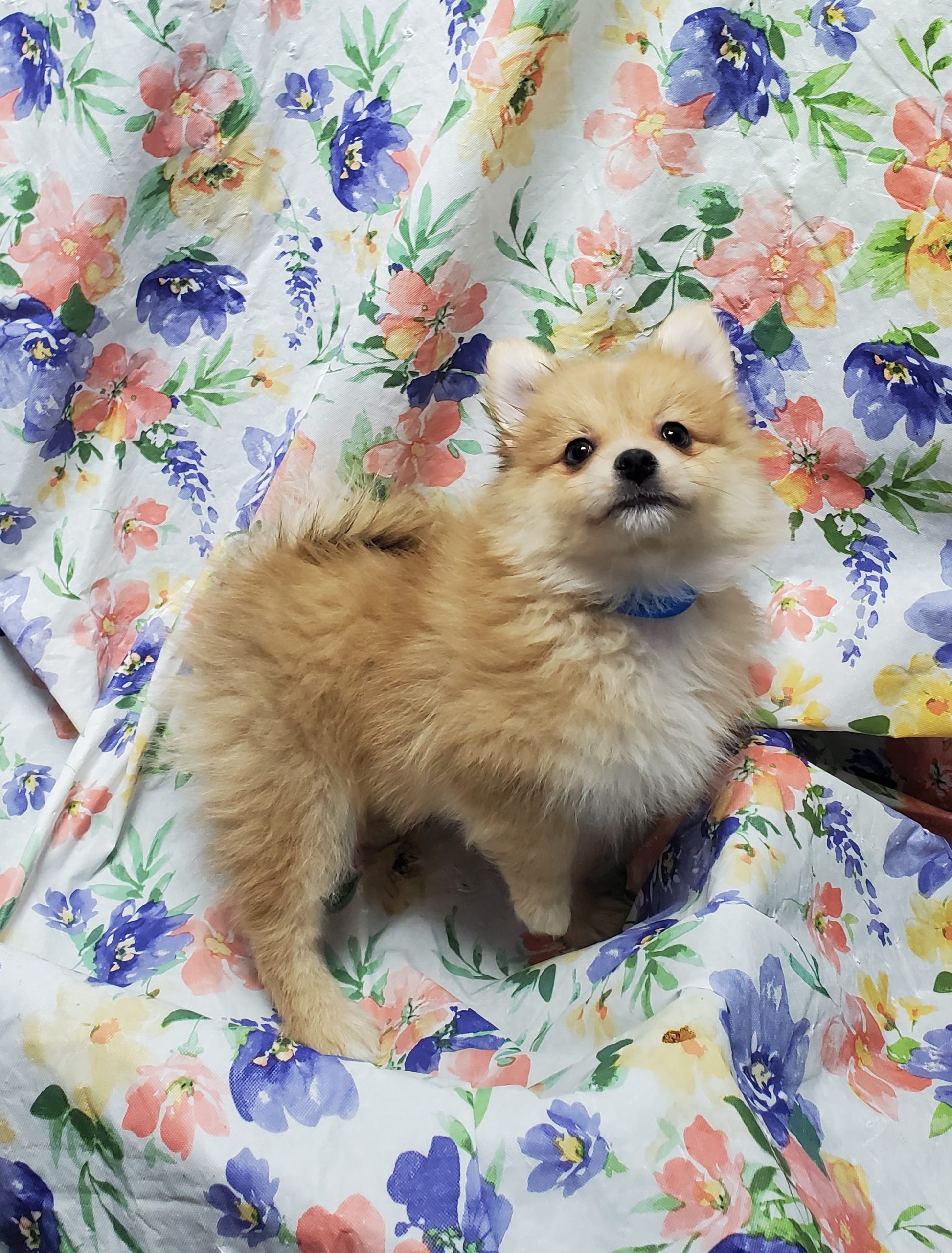 Available Puppies 7 Available Puppies 7