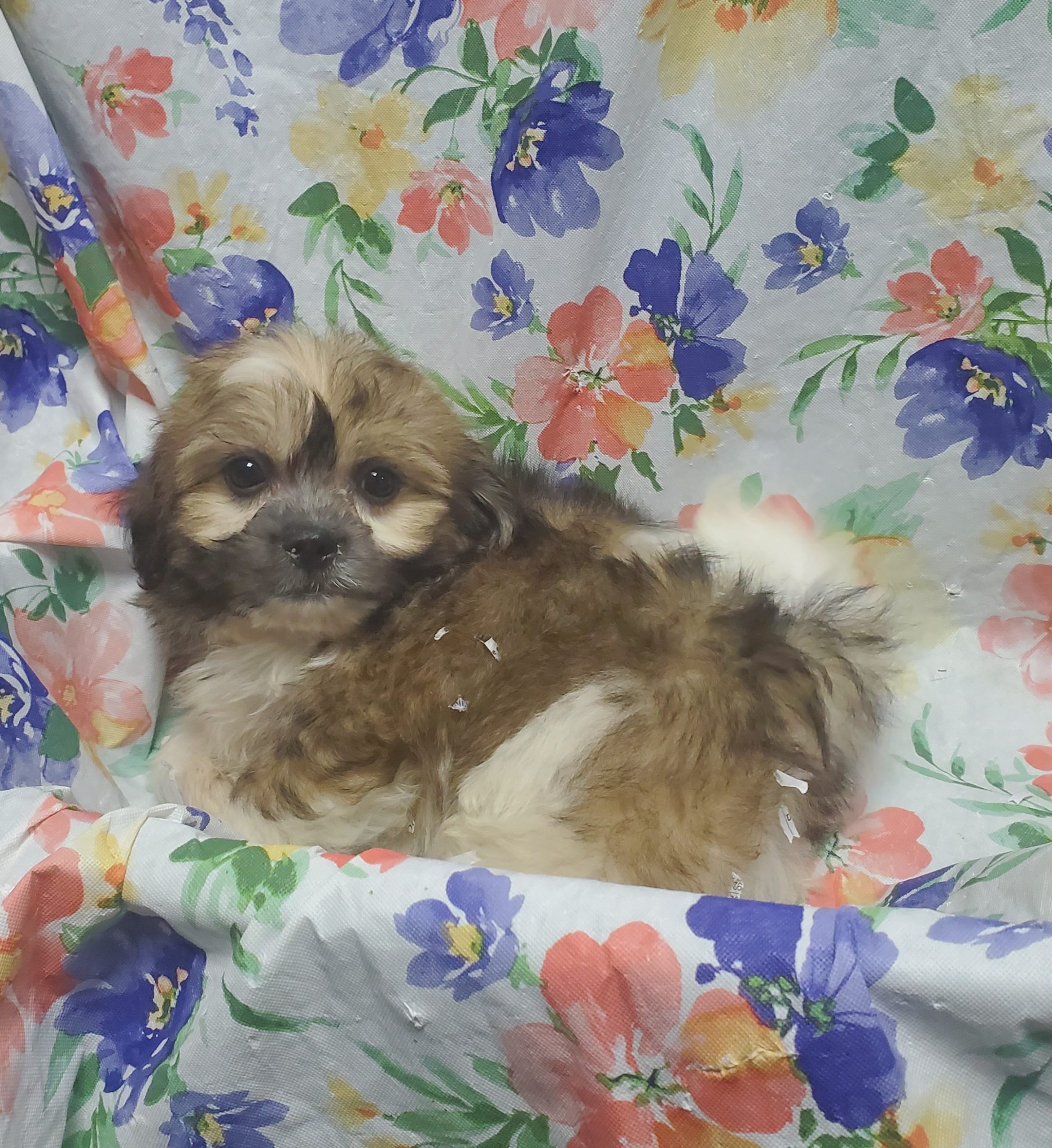 Available Puppies 16